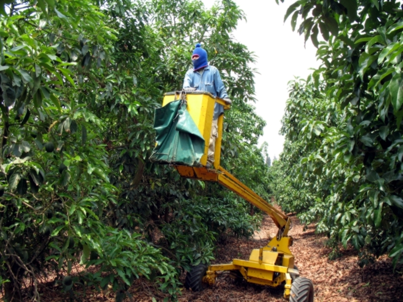 Thai Worker, Lauer Farm