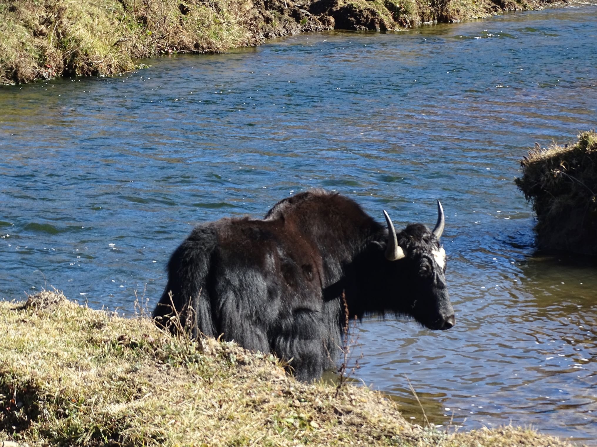 Phobjikha Valley, Bhutan