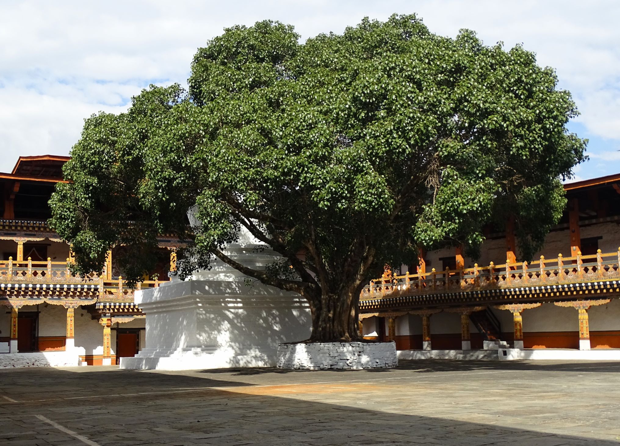 Sacred Bodhi Tree, Punakha Dzong, Bhutan