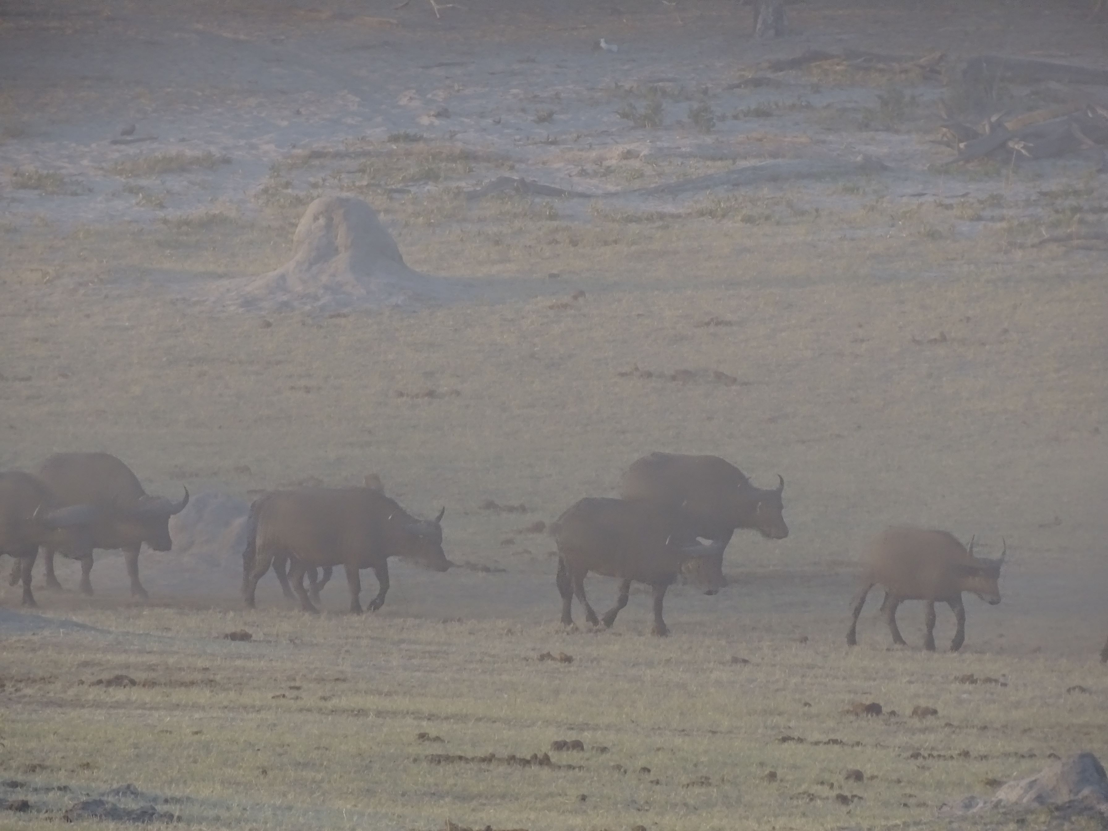 Dusty Trail, Hwange Safari Lodge, Zimbabwe 