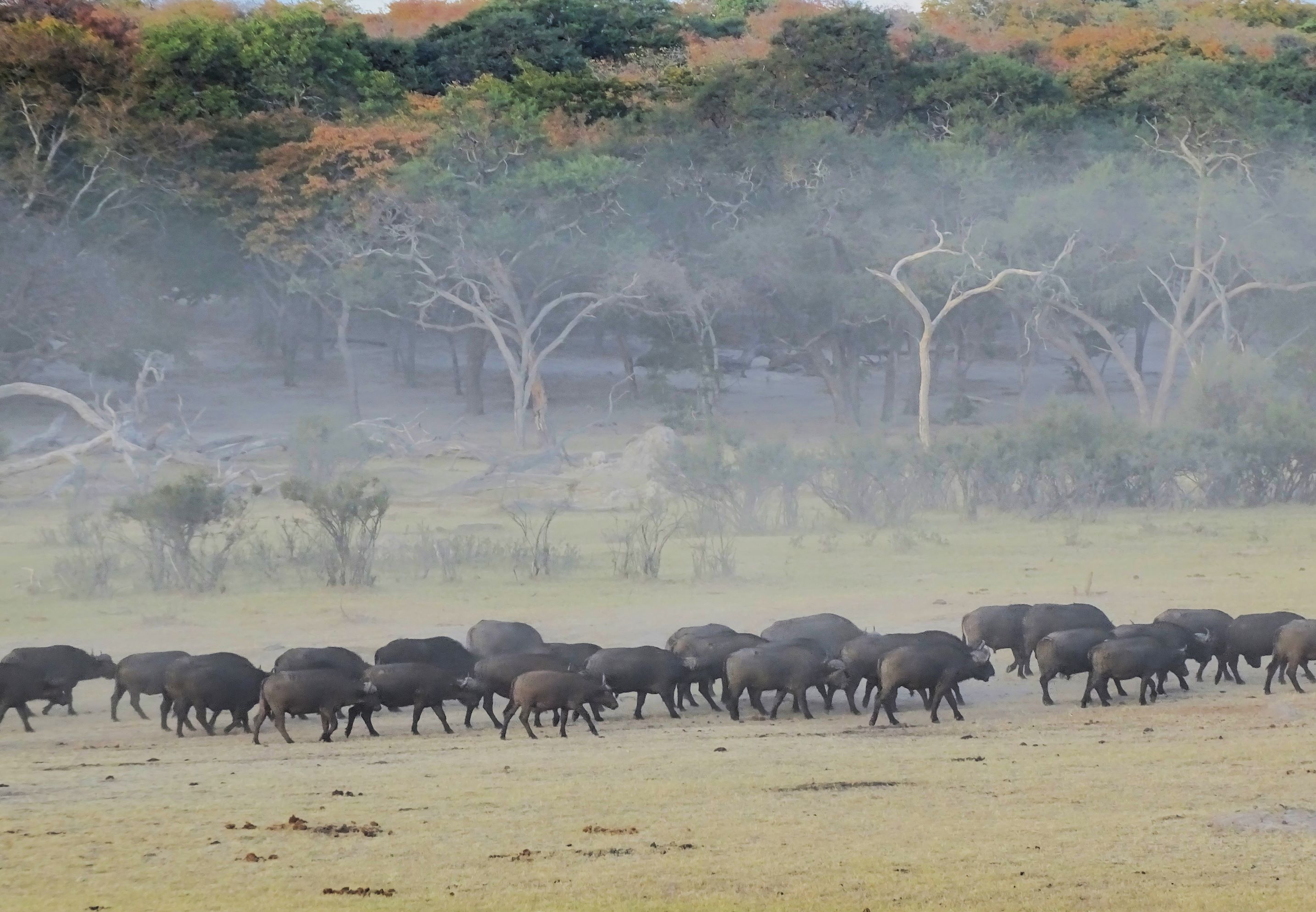 Hwange Safari Lodge, Zimbabwe 