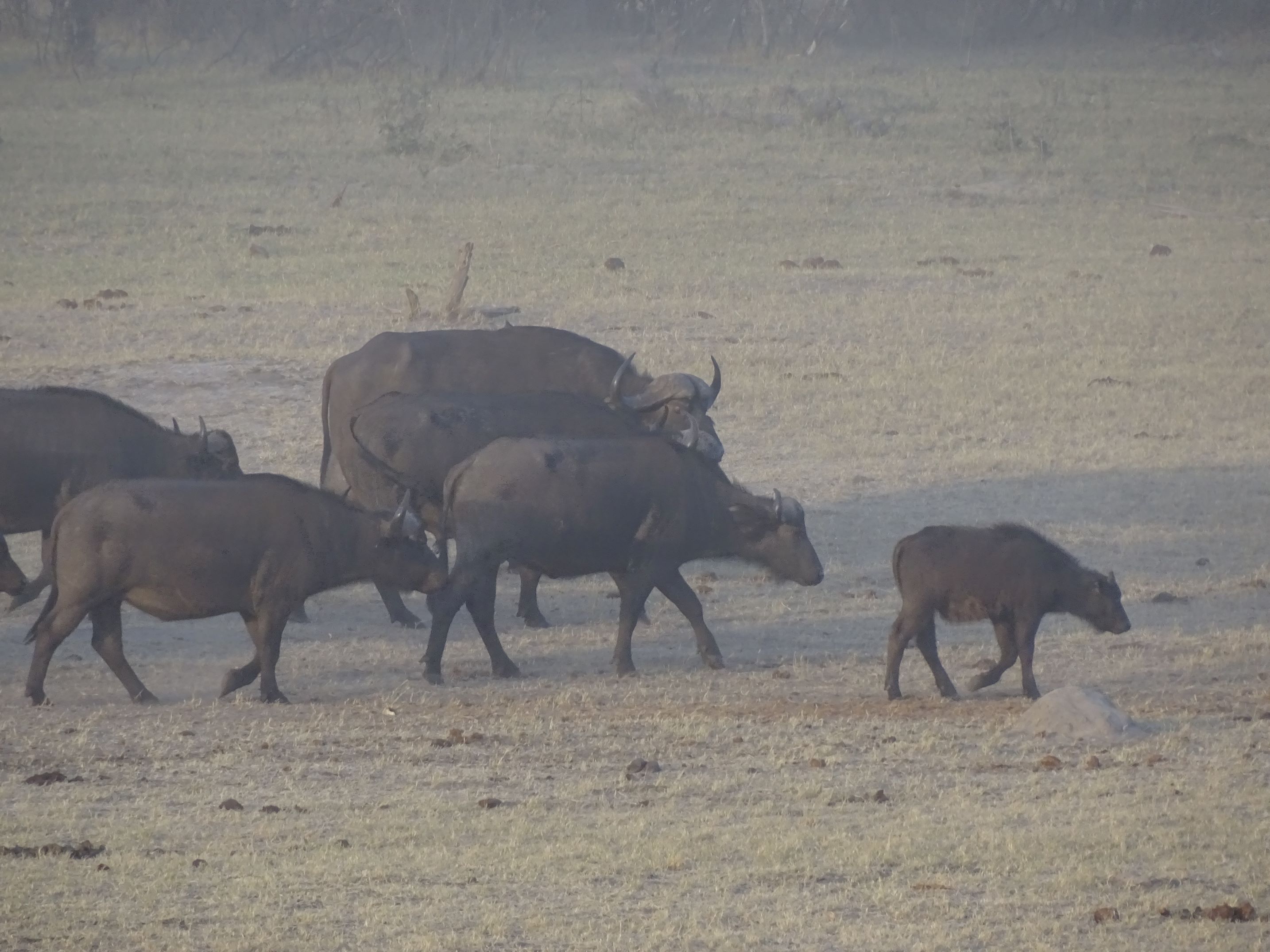 Hwange Safari Lodge, Zimbabwe 