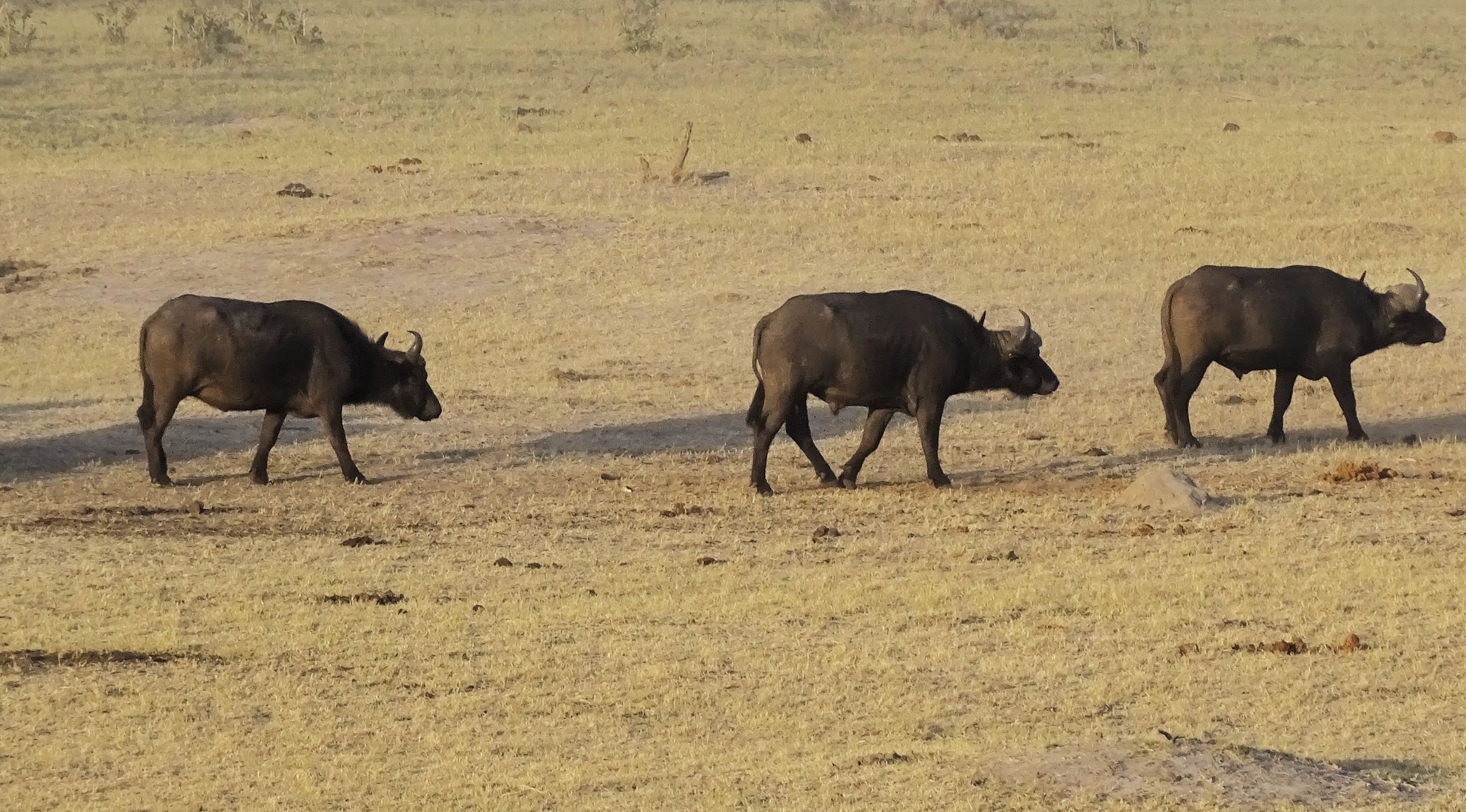 Hwange Safari Lodge, Zimbabwe 