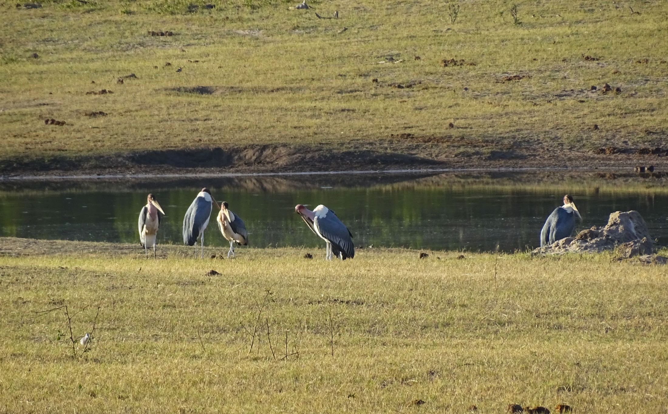 Gray Crowned Crane