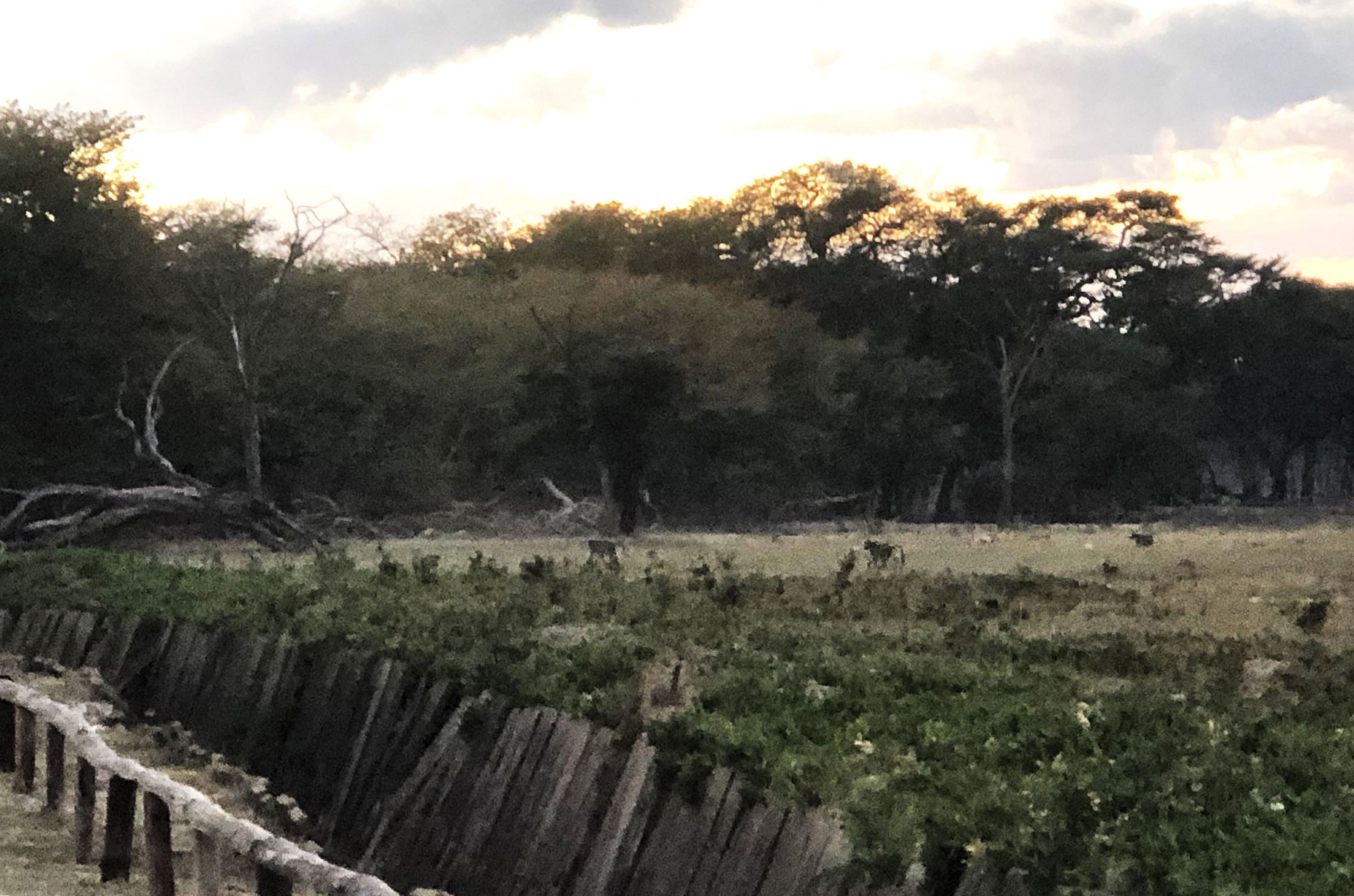 Baboons on the Move, Hwange Safari Lodge