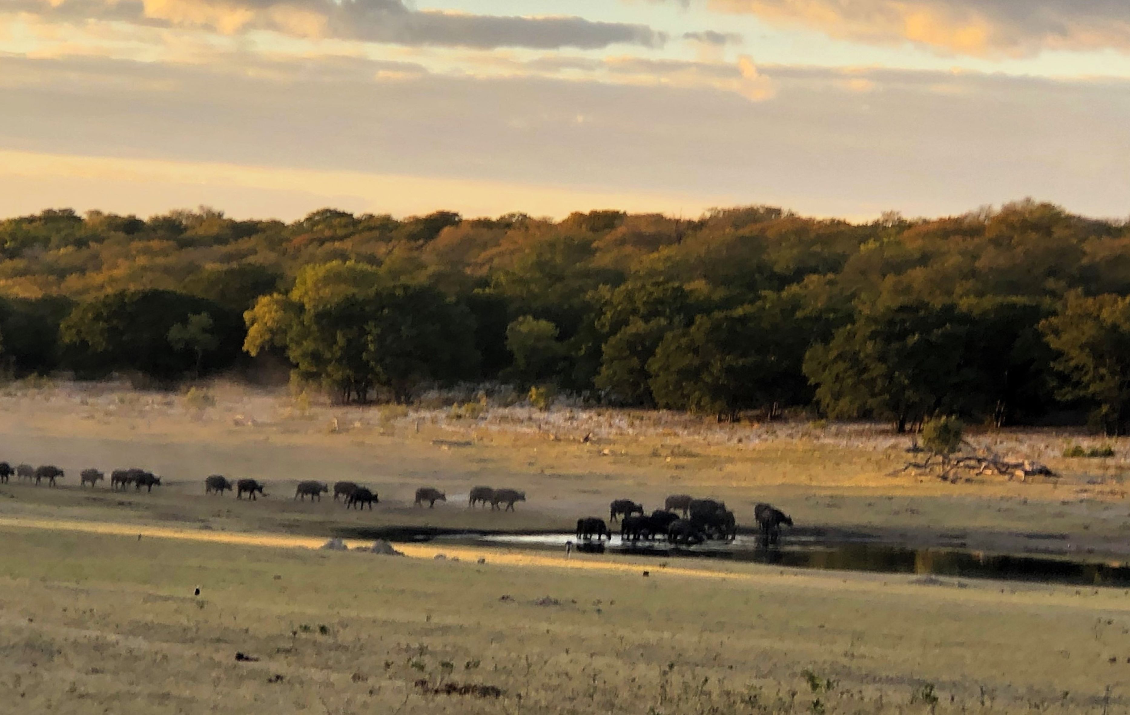 Hwange Safari Lodge, Zimbabwe 