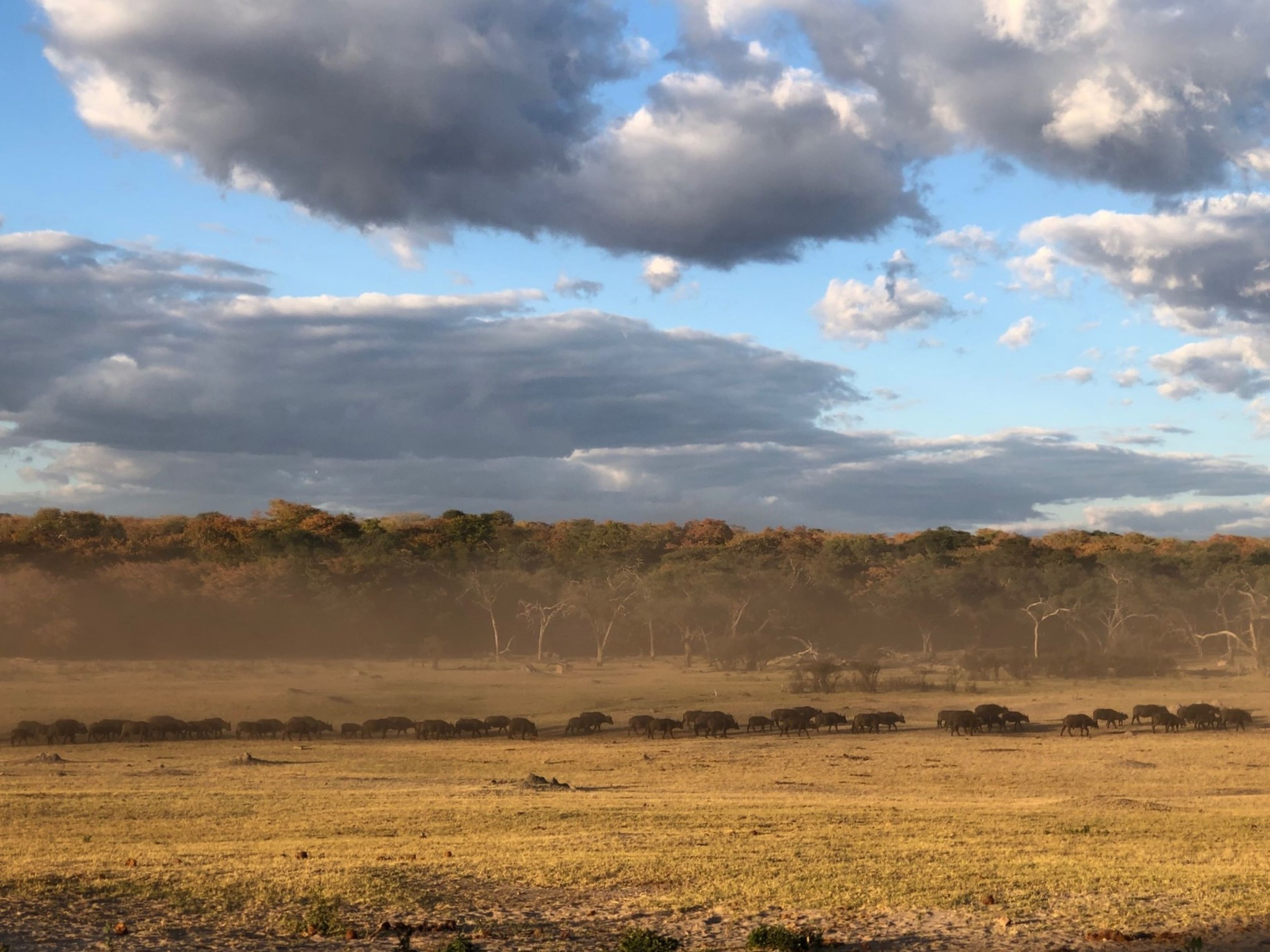 Hwange Safari Lodge, Zimbabwe 