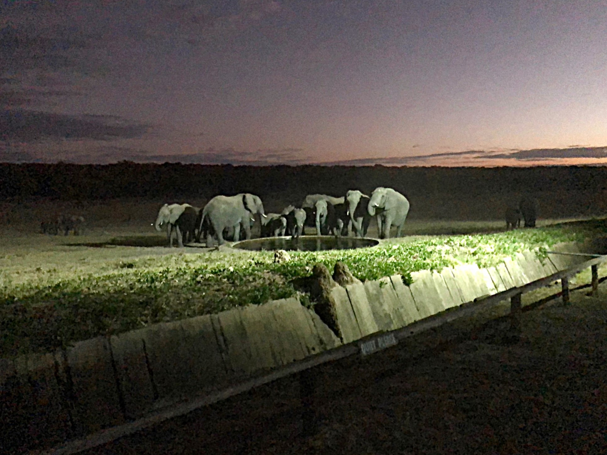 Elephants Arrive