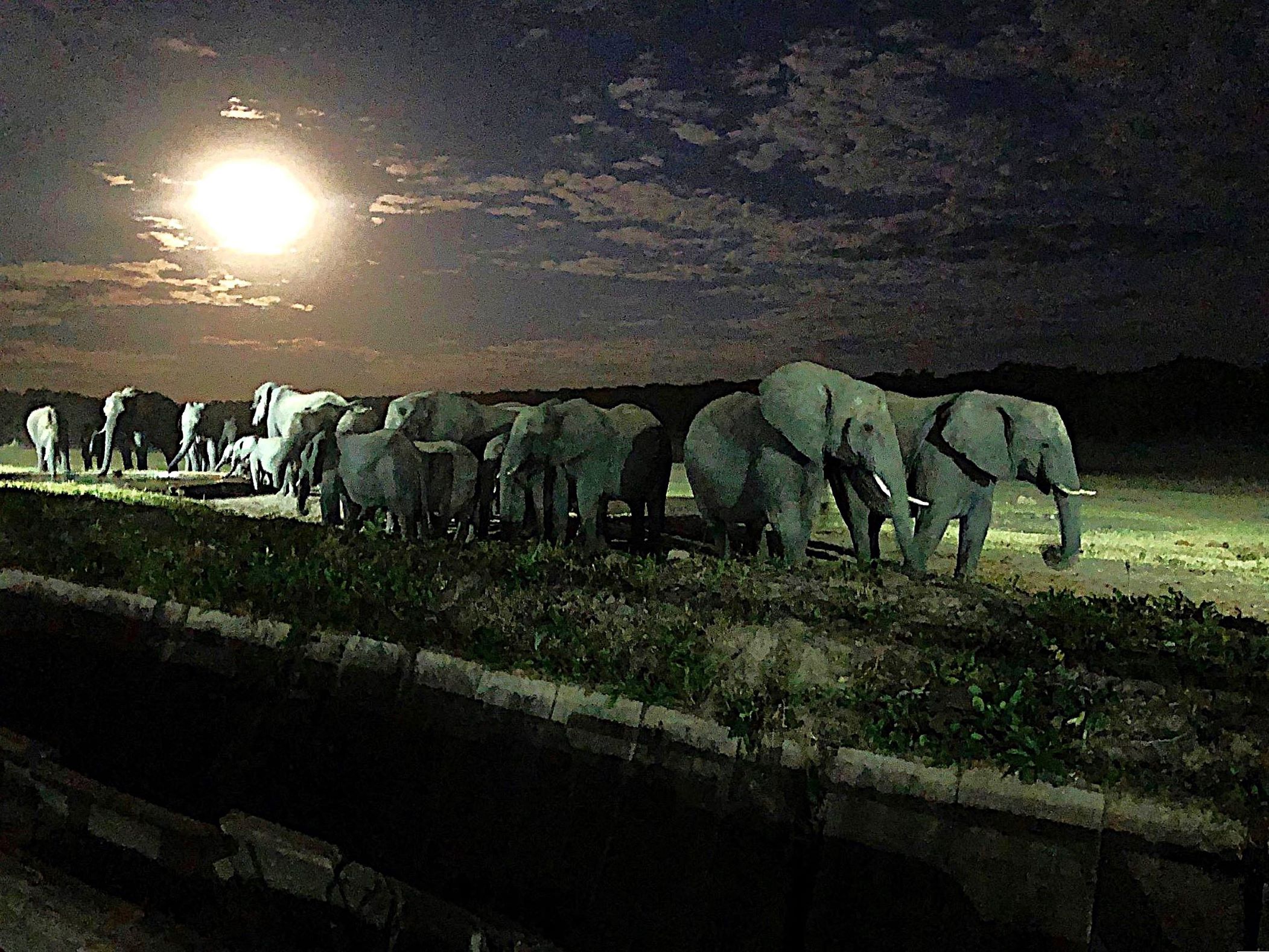 Elephants Prepare to Depart