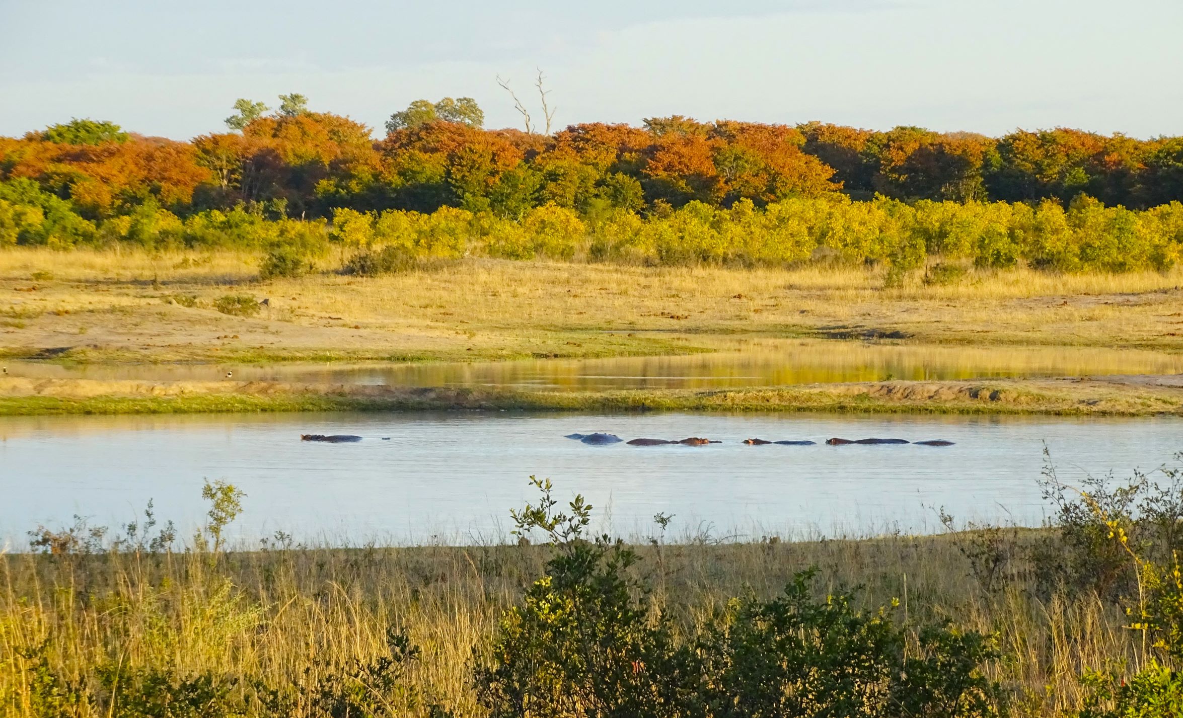 School of Hippopotamus, Hwange National Park