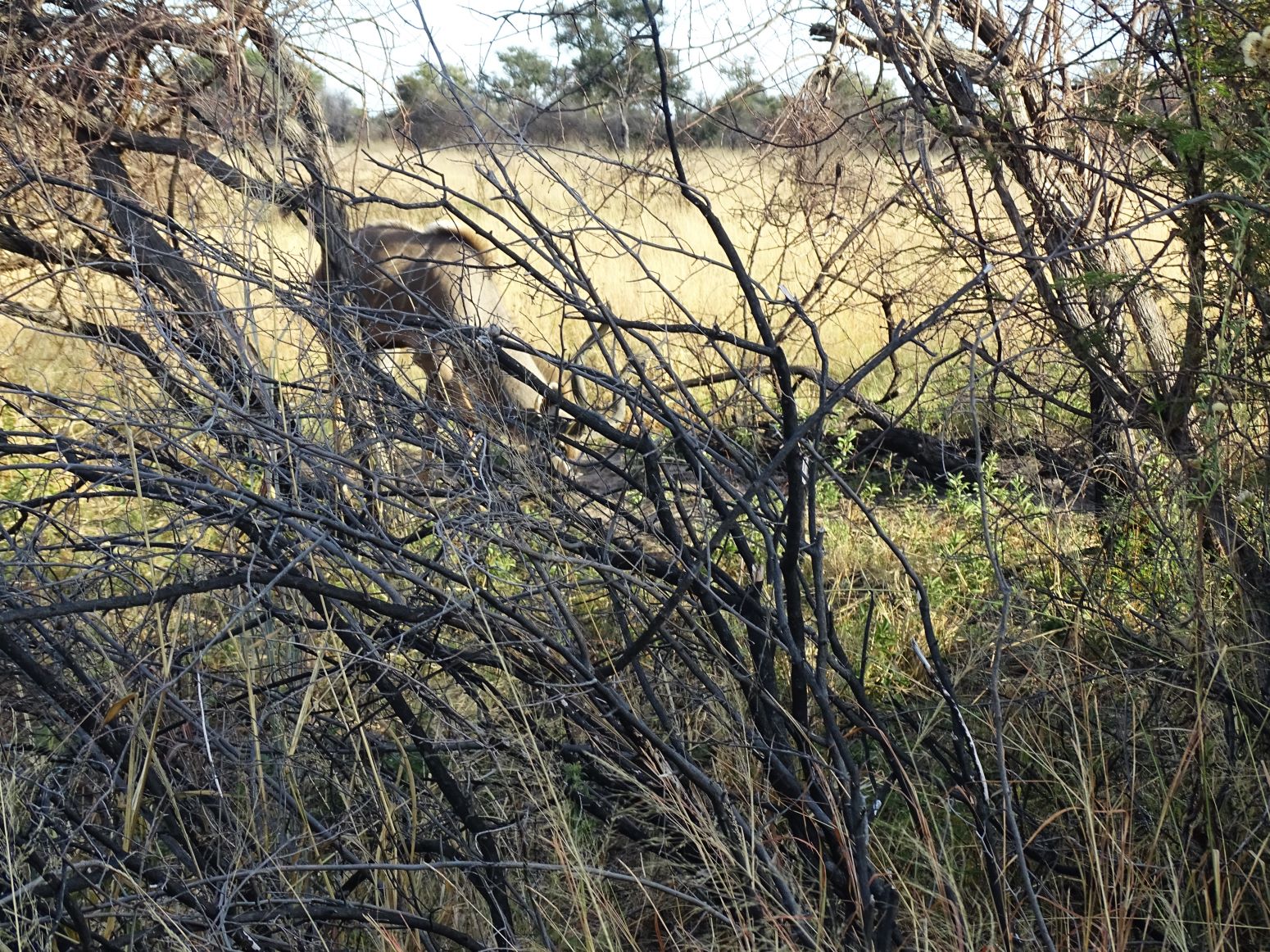 Kudu, Hwange National Park