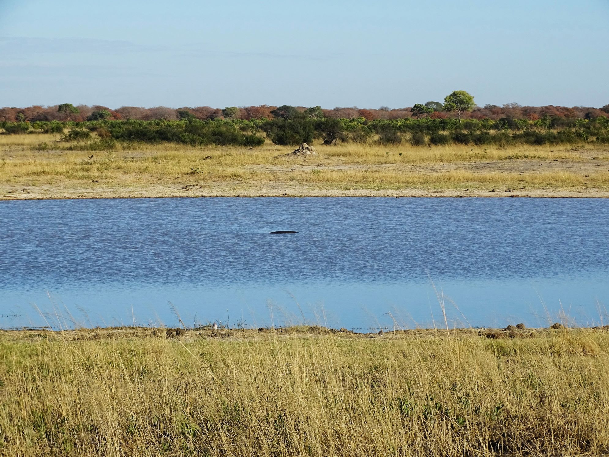 Hippopotamus, Hwange National Park