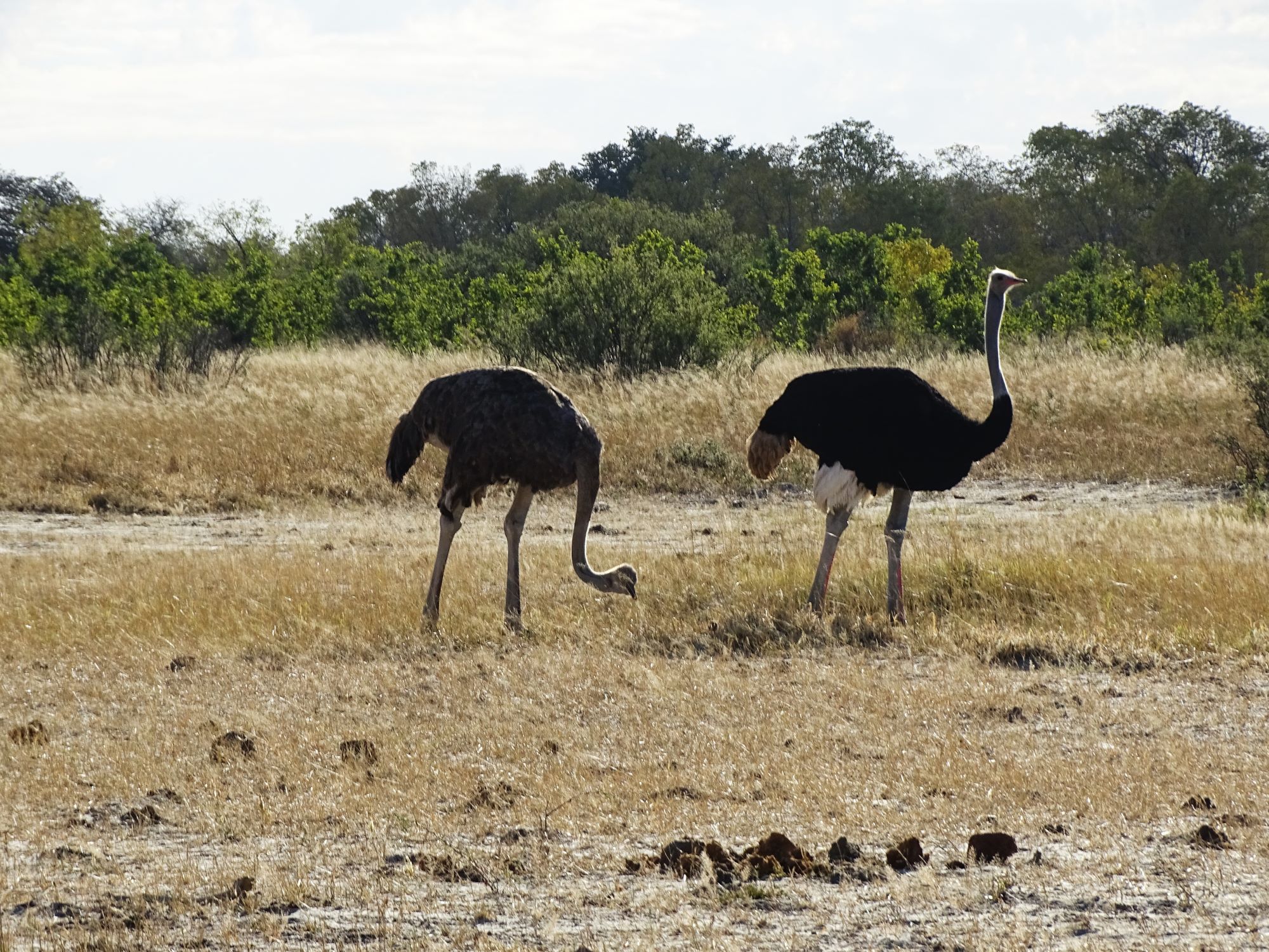 Black-necked Ostrich, Hwange National Park