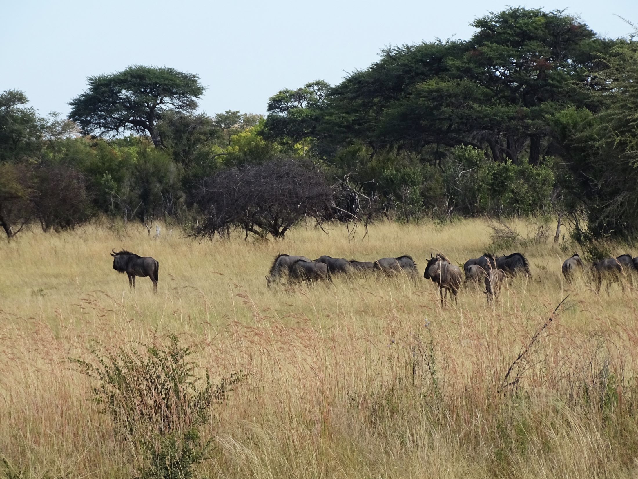 Kudu, Hwange National Park