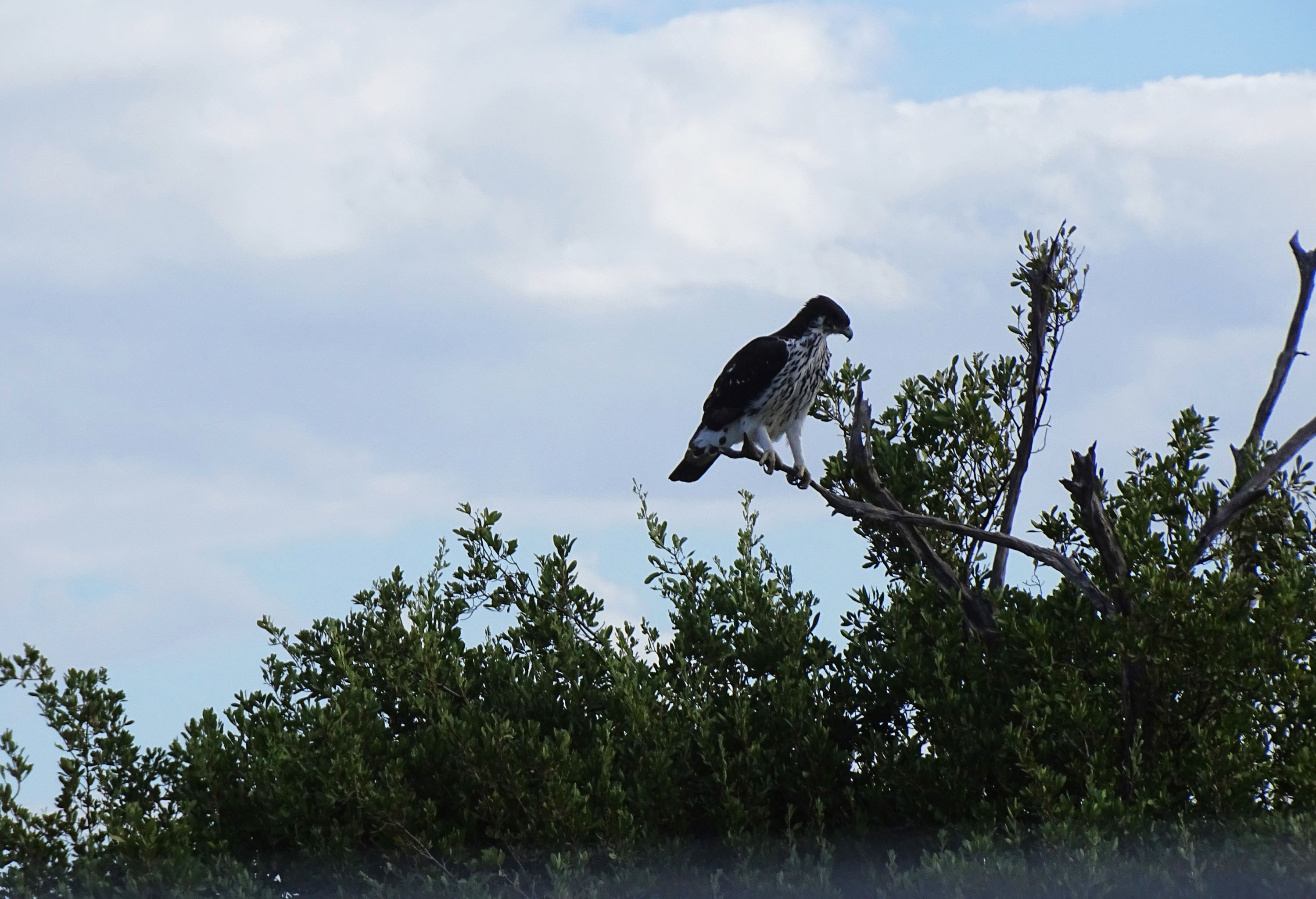 Martial Eagle, Hwange National Park