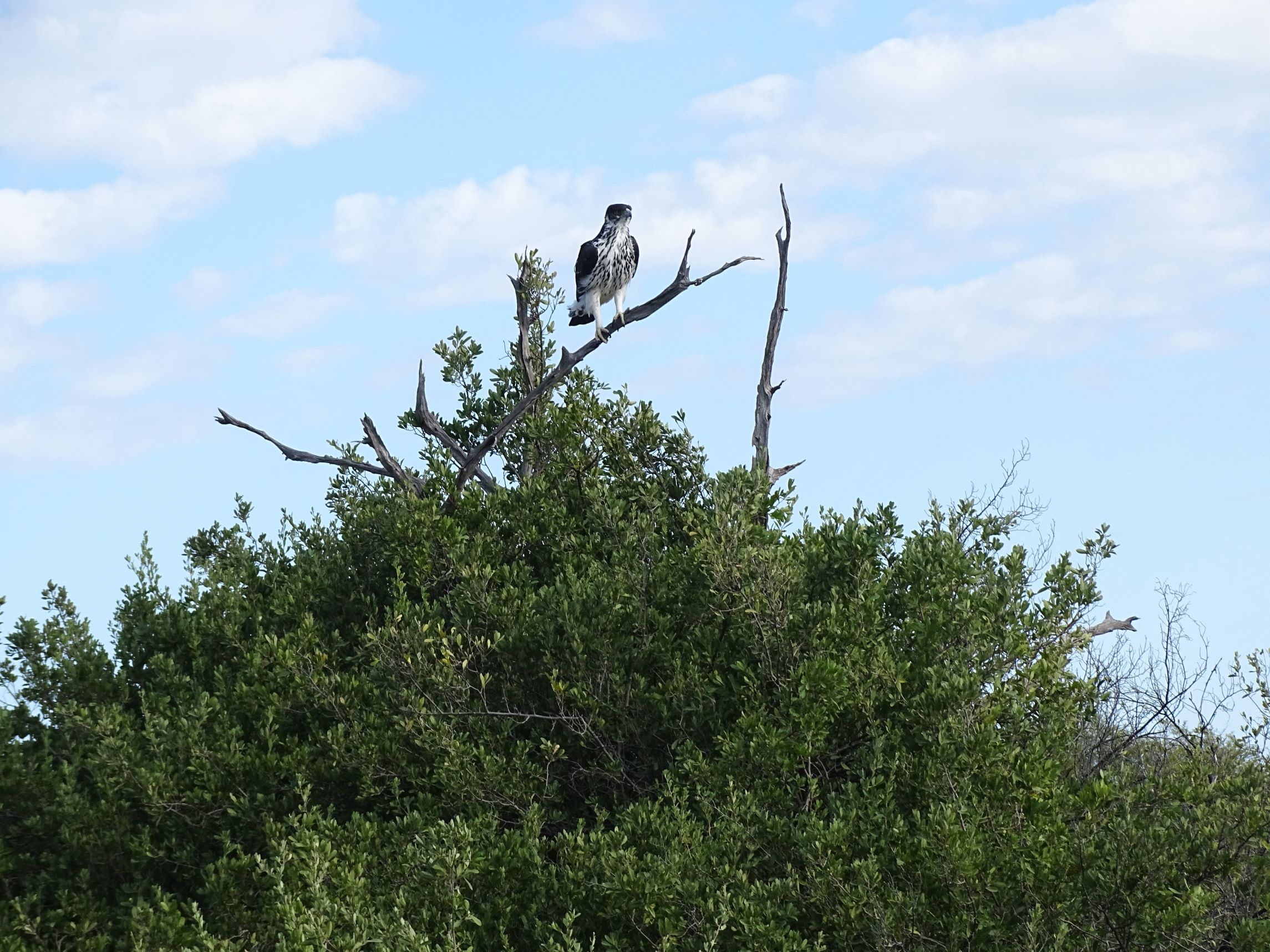 Martial Eagle, Hwange National Park