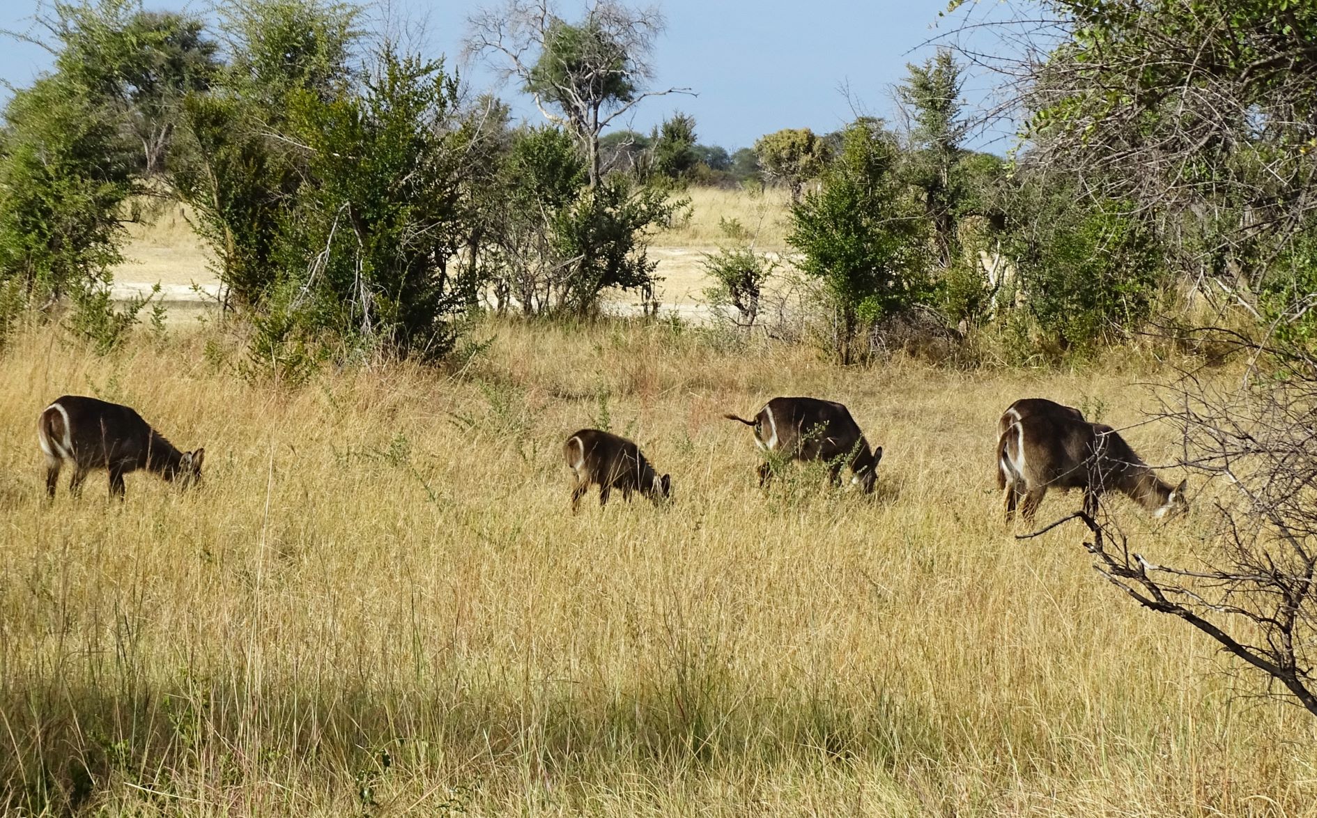 Kudu, Hwange National Park