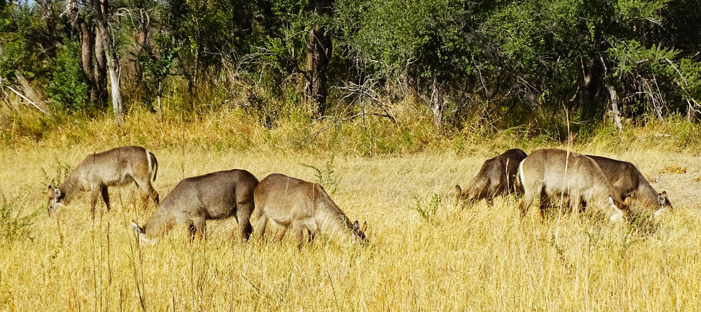 Kudu, Hwange National Park