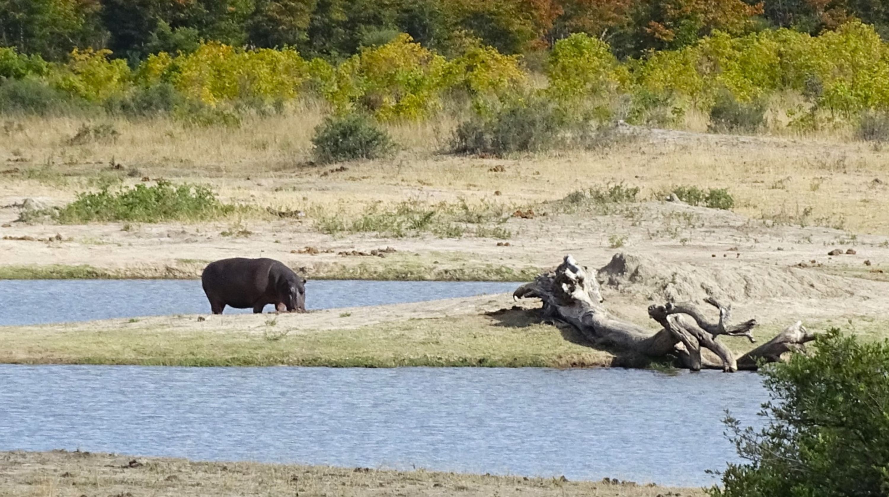 Hippo out of water! Unusual sight.