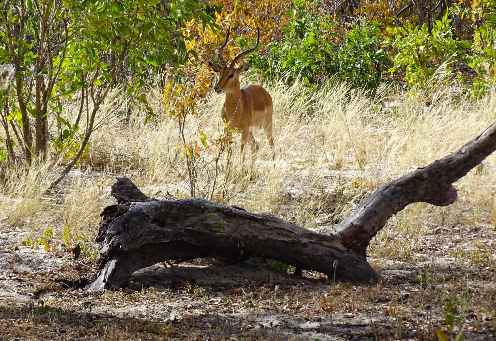 Springbok, Hwange National Park