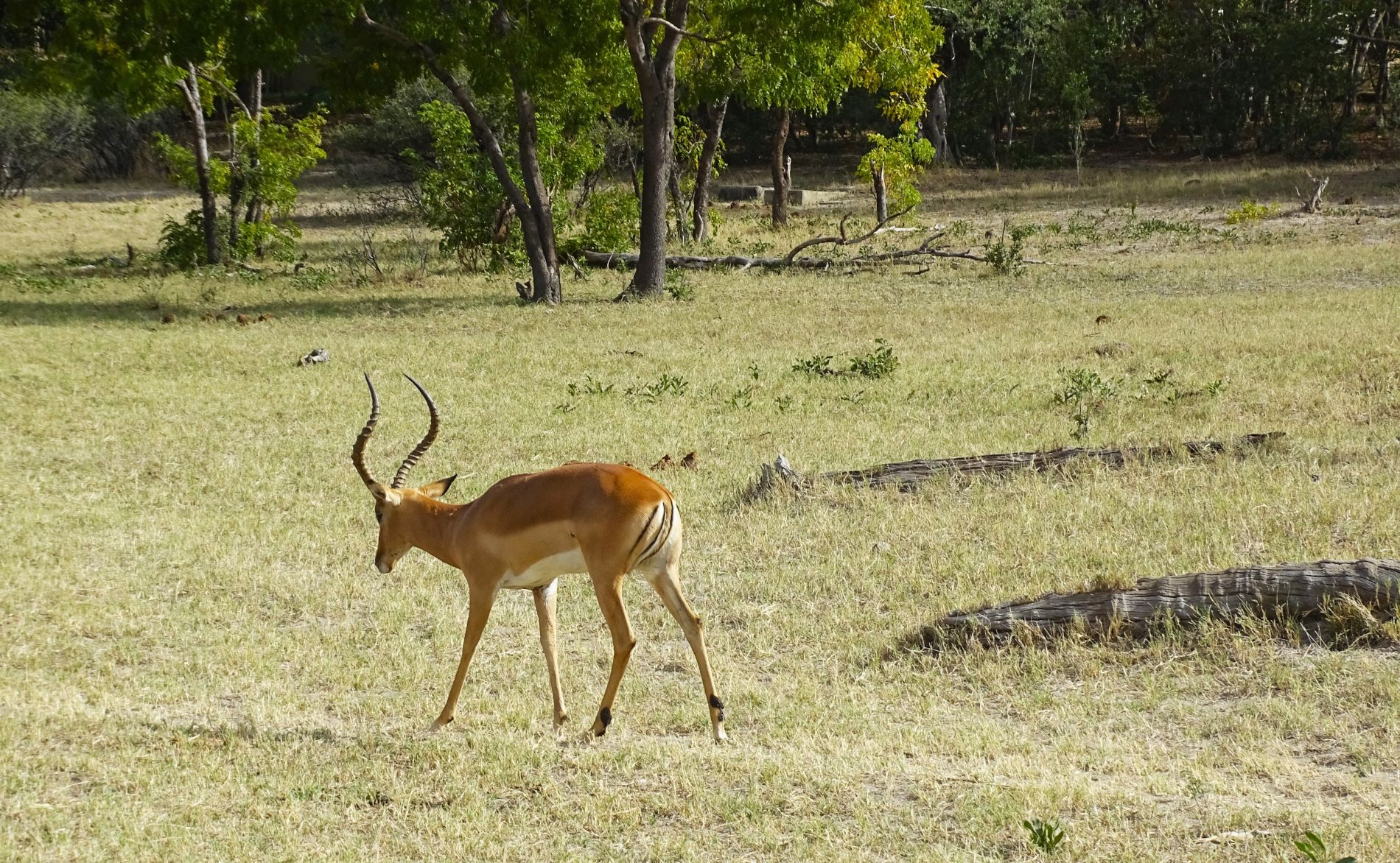 Springbok, Hwange National Park