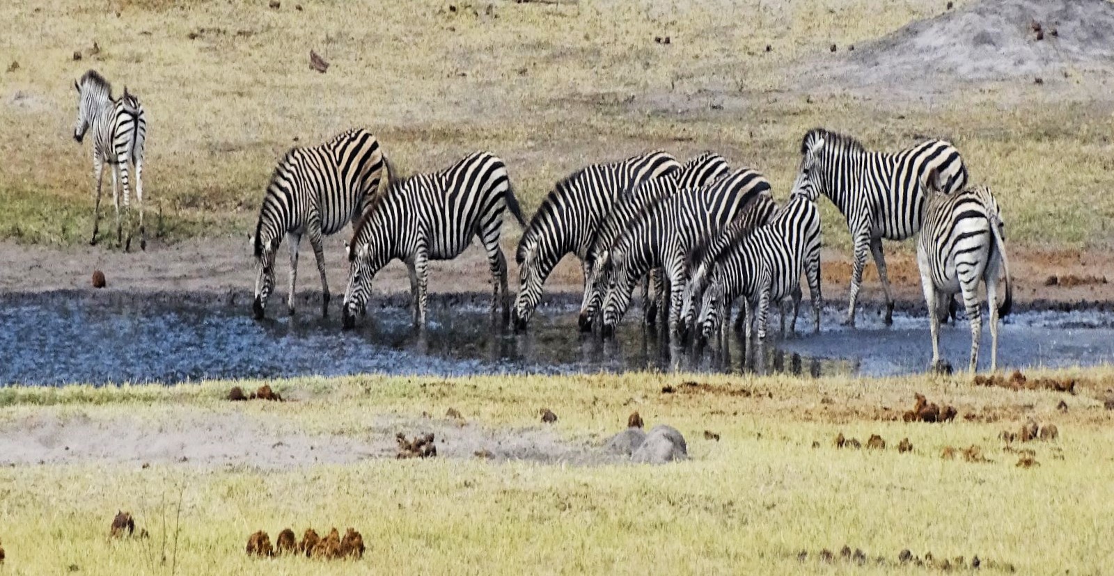 Plains Zebra, Hwange National Park, Zimbabwe