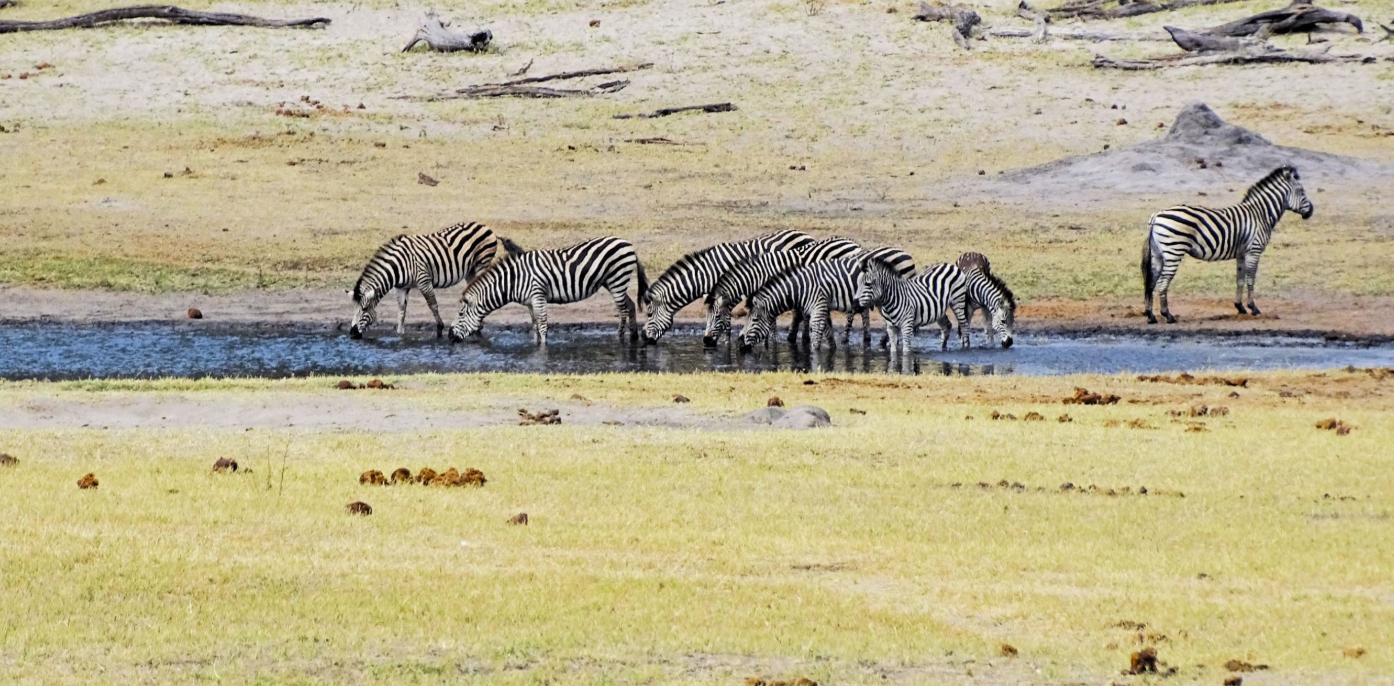 Plains Zebra, Hwange National Park, Zimbabwe