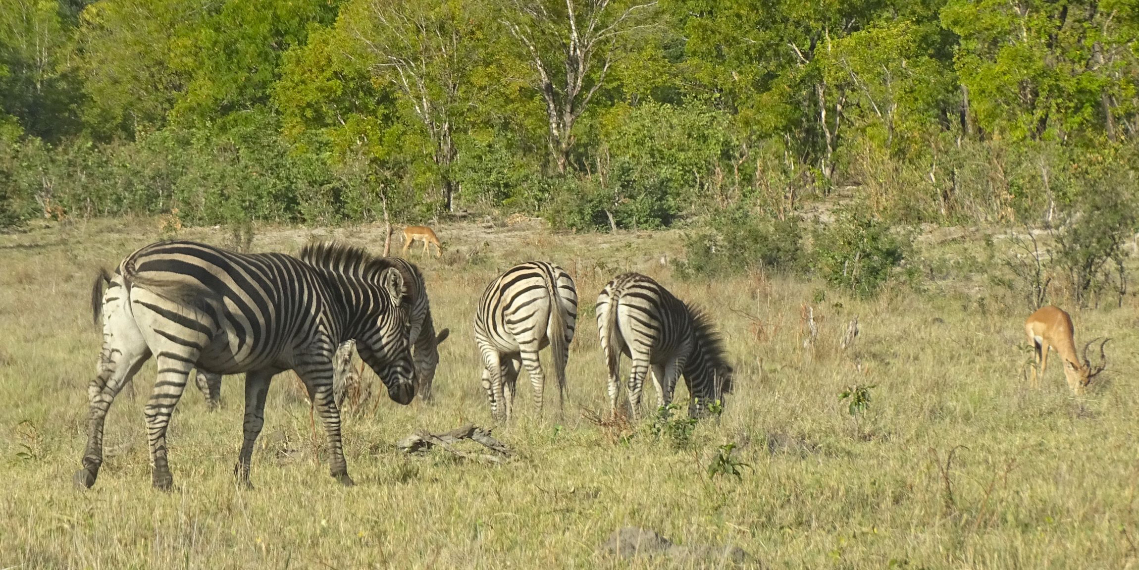 Plains Zebra, Hwange National Park, Zimbabwe