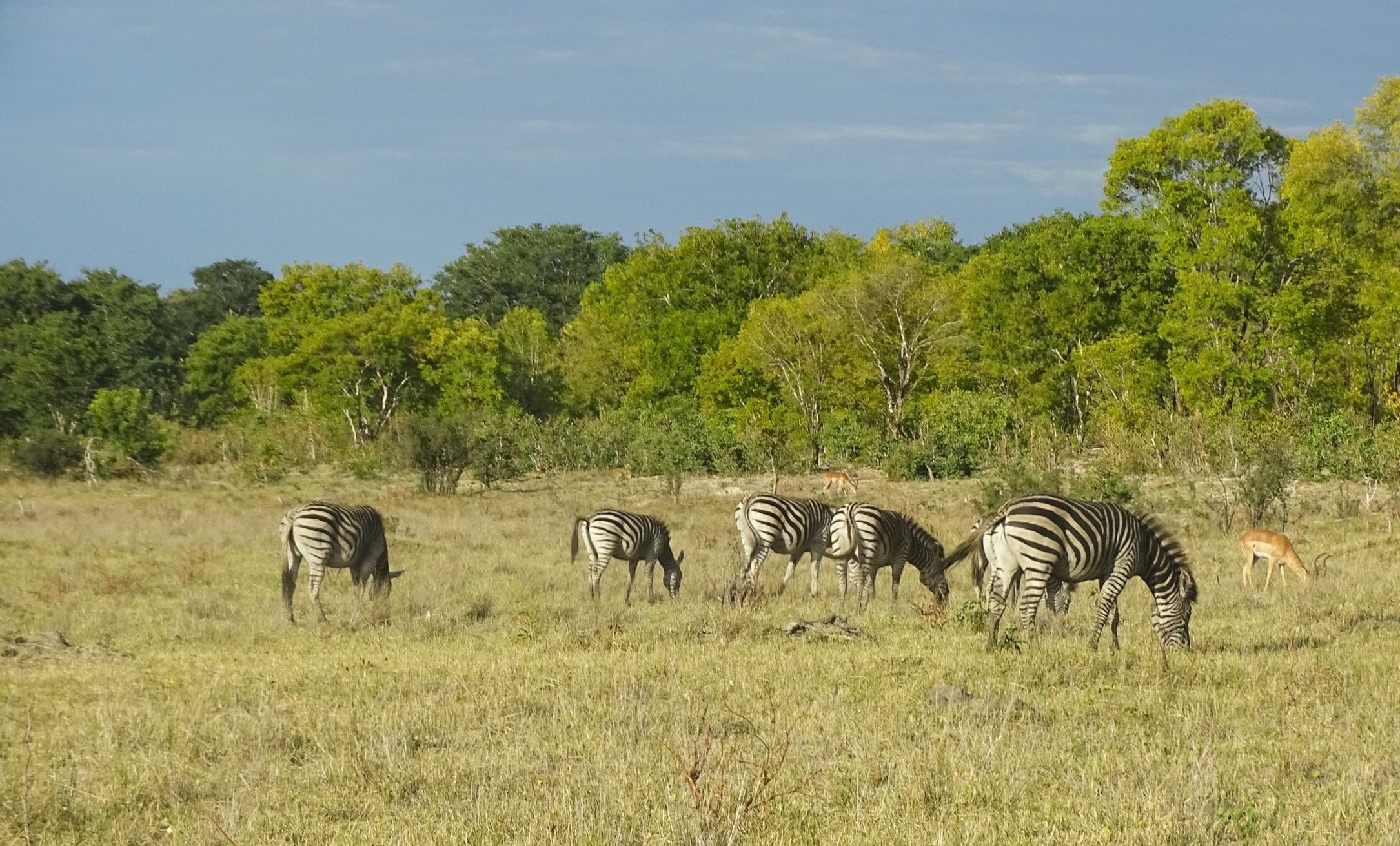 Plains Zebra, Hwange National Park, Zimbabwe