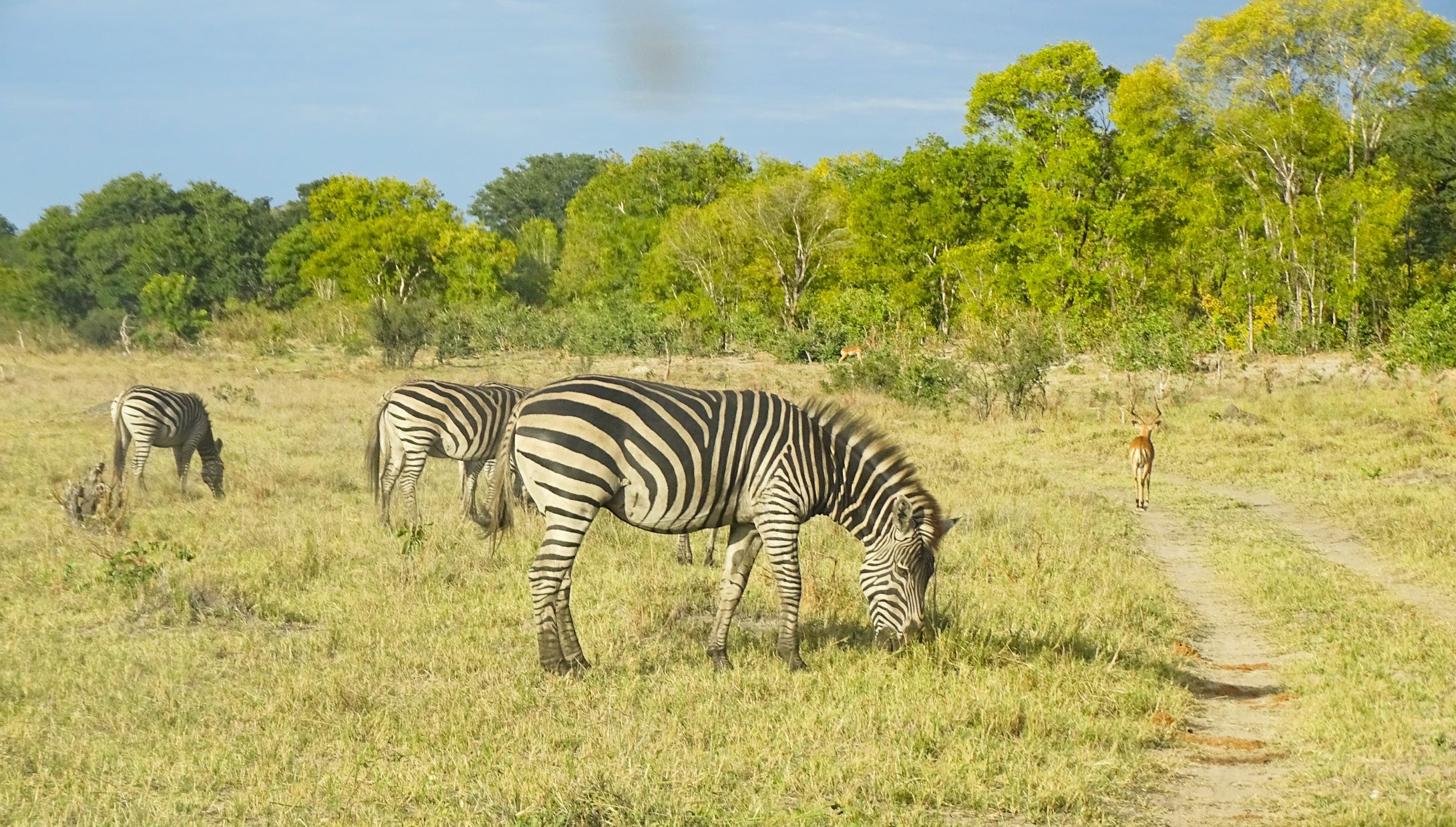 Plains Zebra, Hwange National Park, Zimbabwe