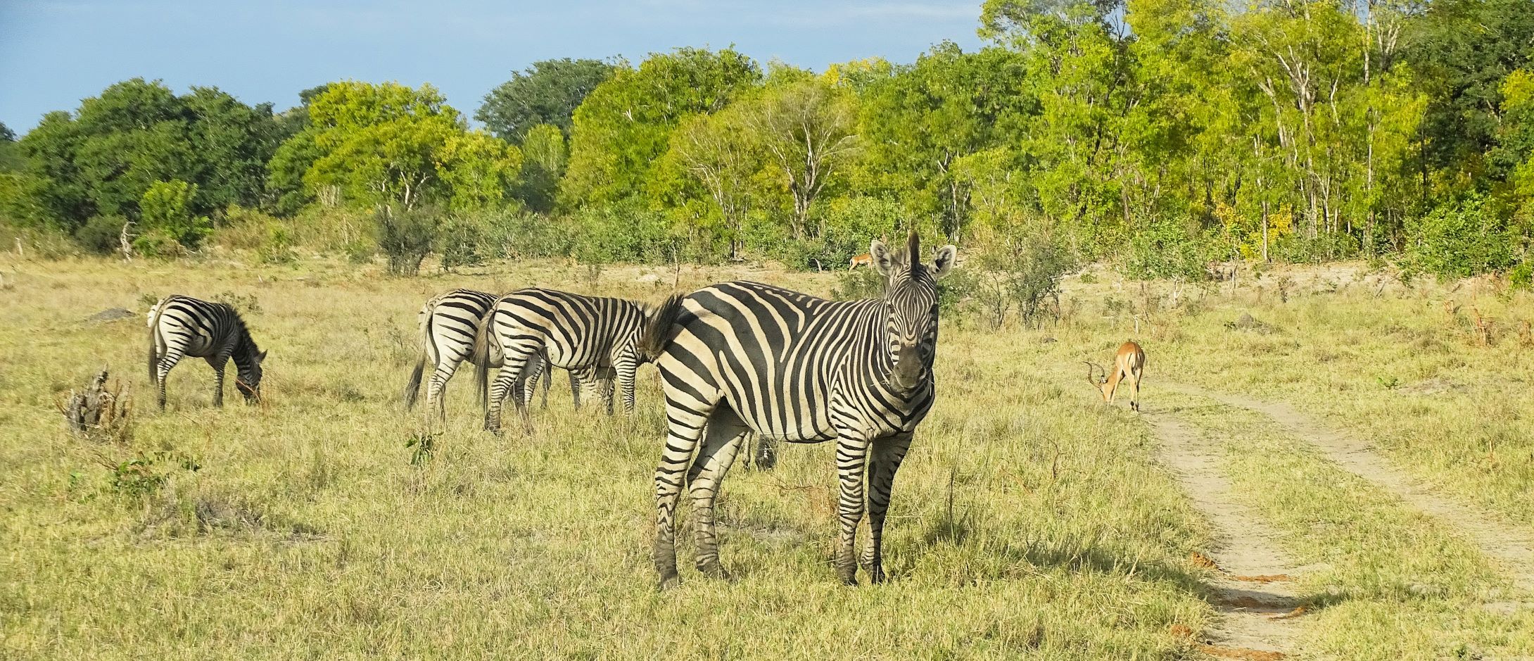 Plains Zebra, Hwange National Park, Zimbabwe