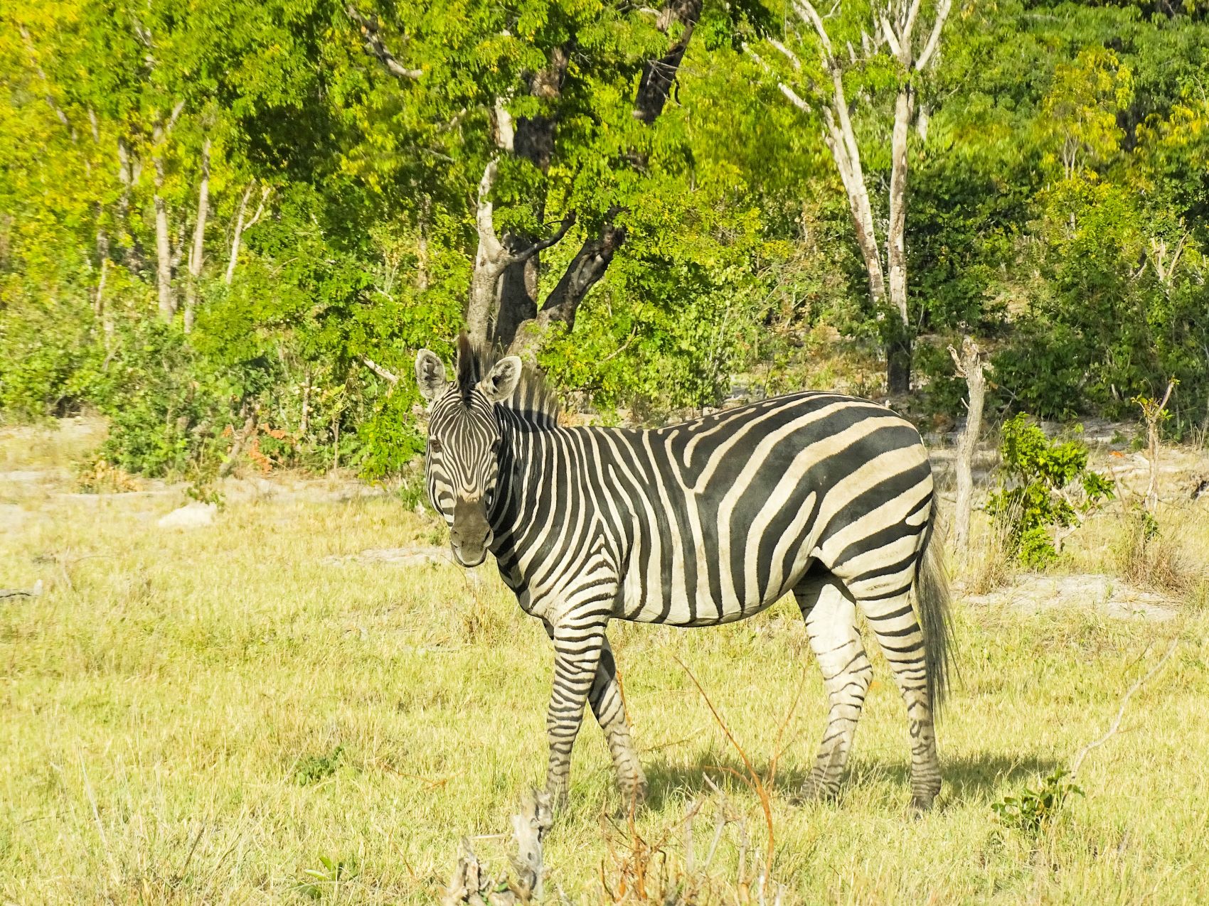 Plains Zebra, Hwange National Park, Zimbabwe