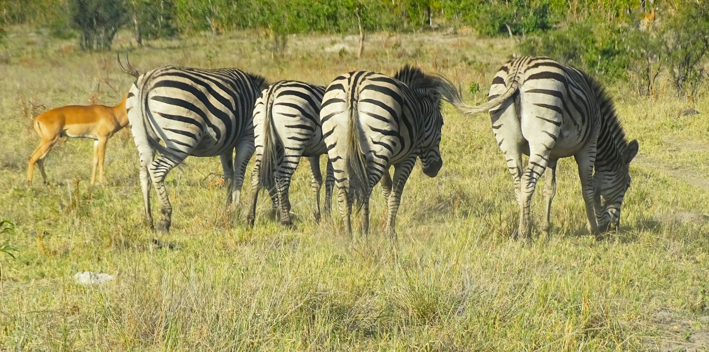 Plains Zebra, Hwange National Park, Zimbabwe