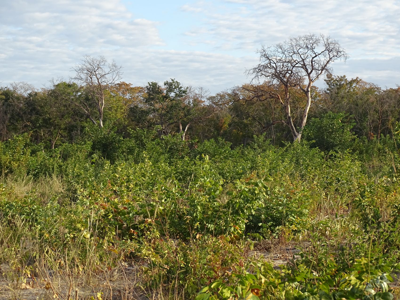 African Elephant, Hwange National Park, Zimbabwe