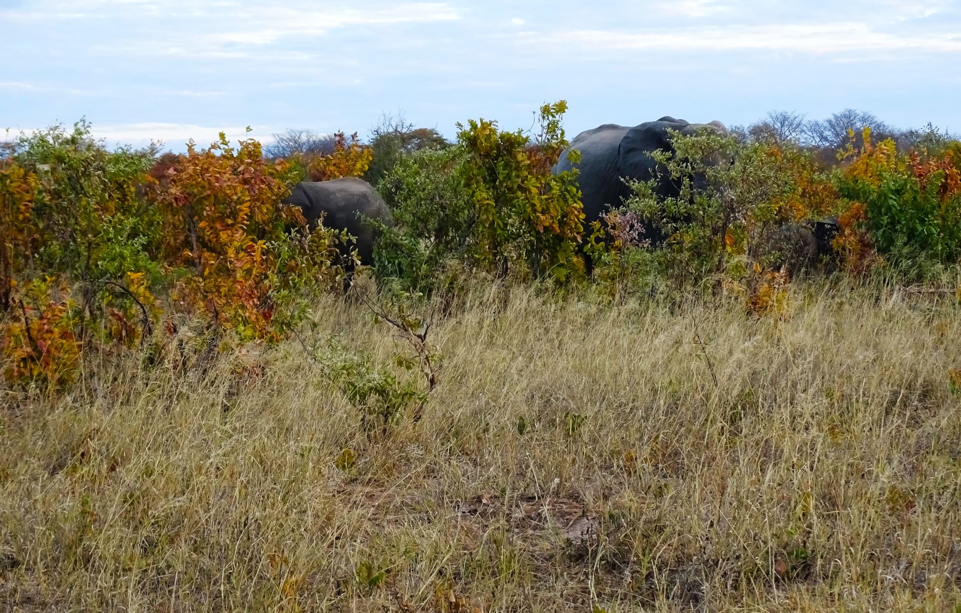 African Elephant, Hwange National Park, Zimbabwe