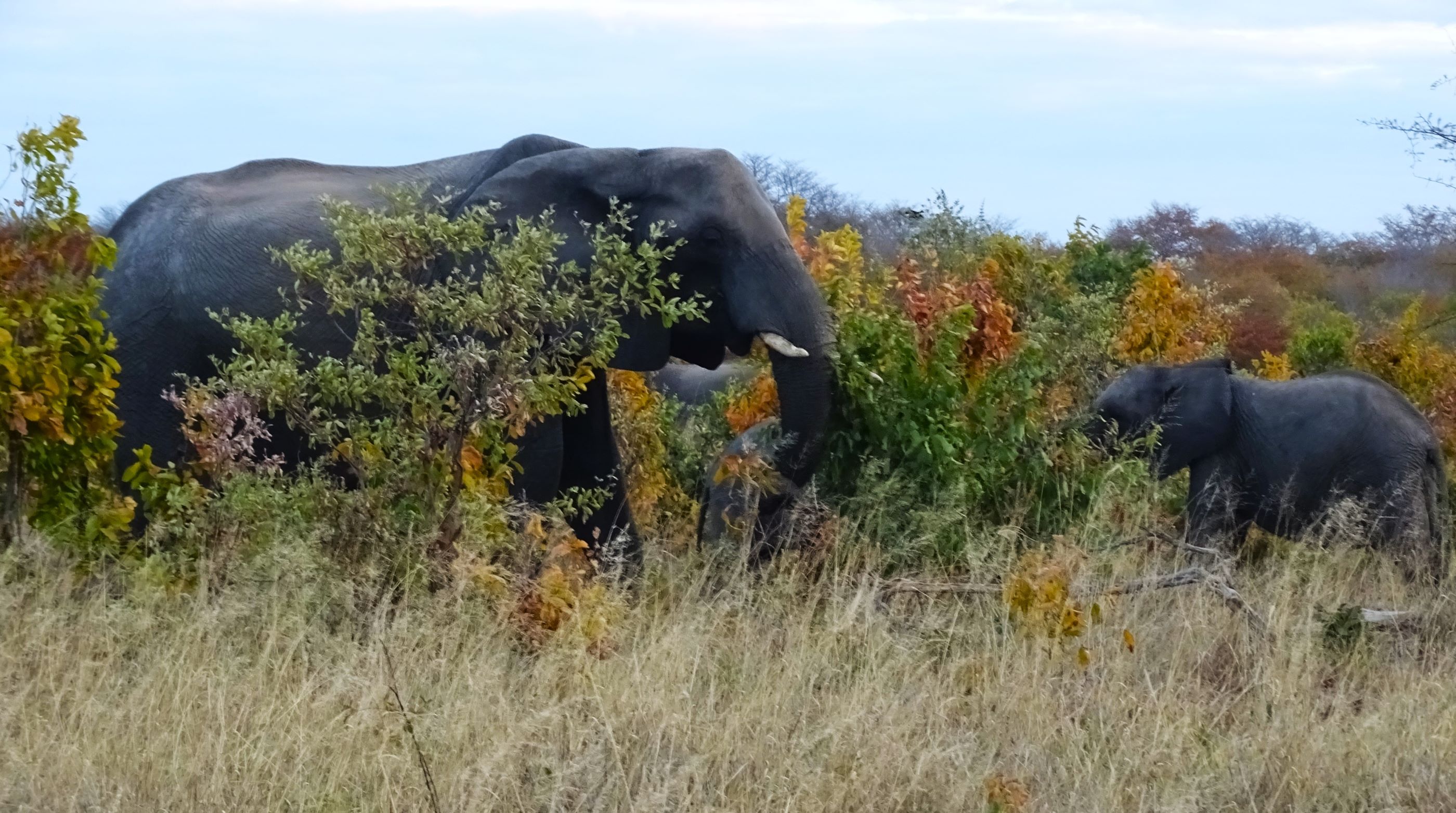 African Elephant, Hwange National Park, Zimbabwe