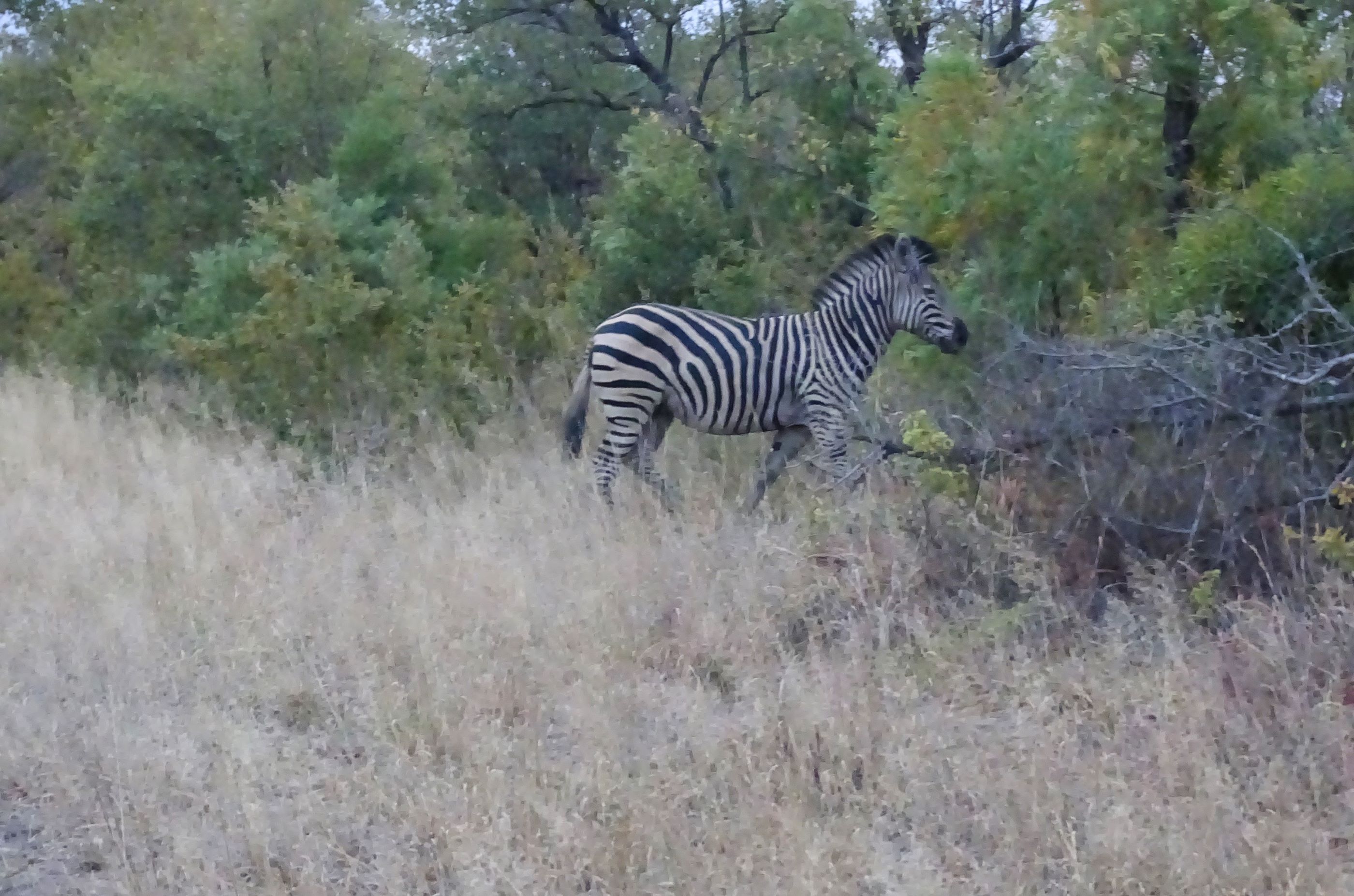 Hwange National Park