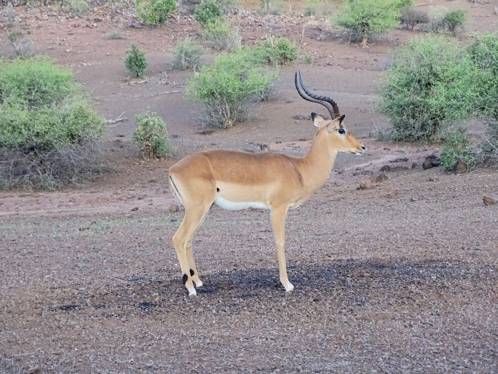 Chobe National Park, Botswana 