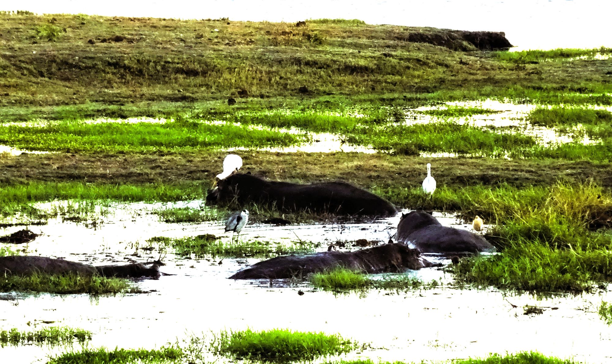 Chobe National Park, Botswana 