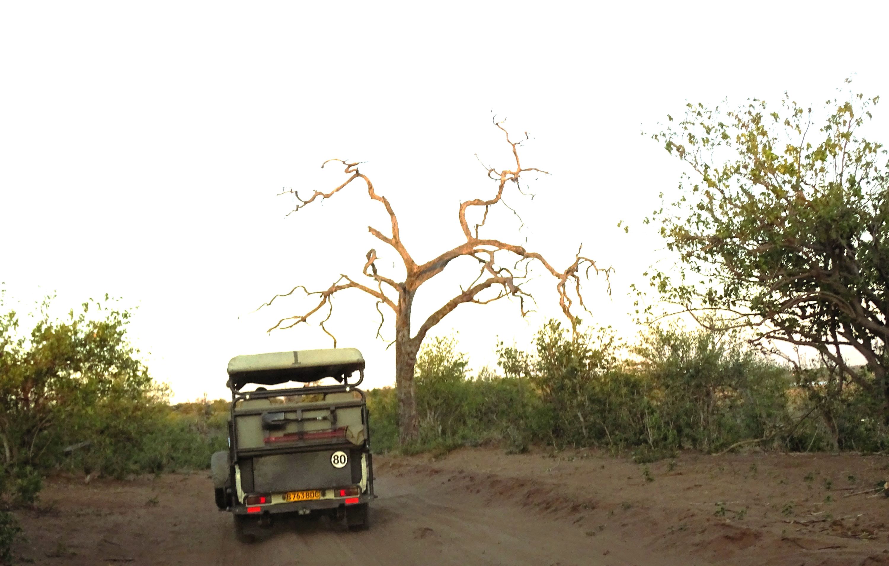 Chobe National Park, Botswana 