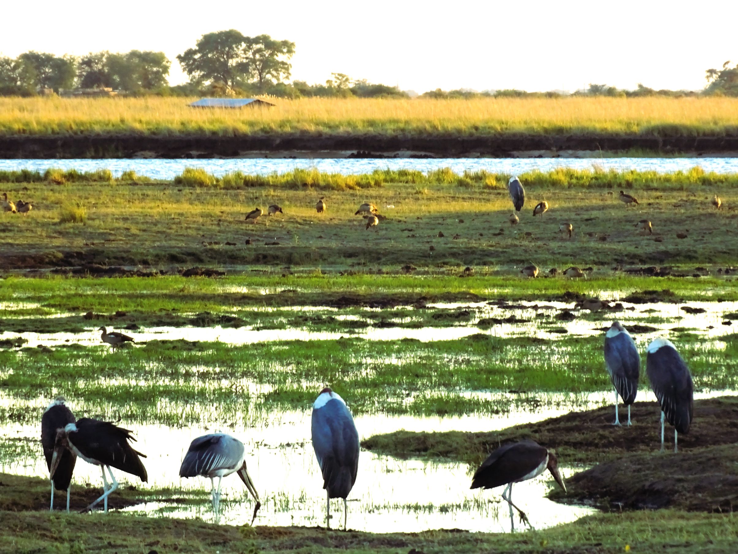 Chobe National Park, Botswana 