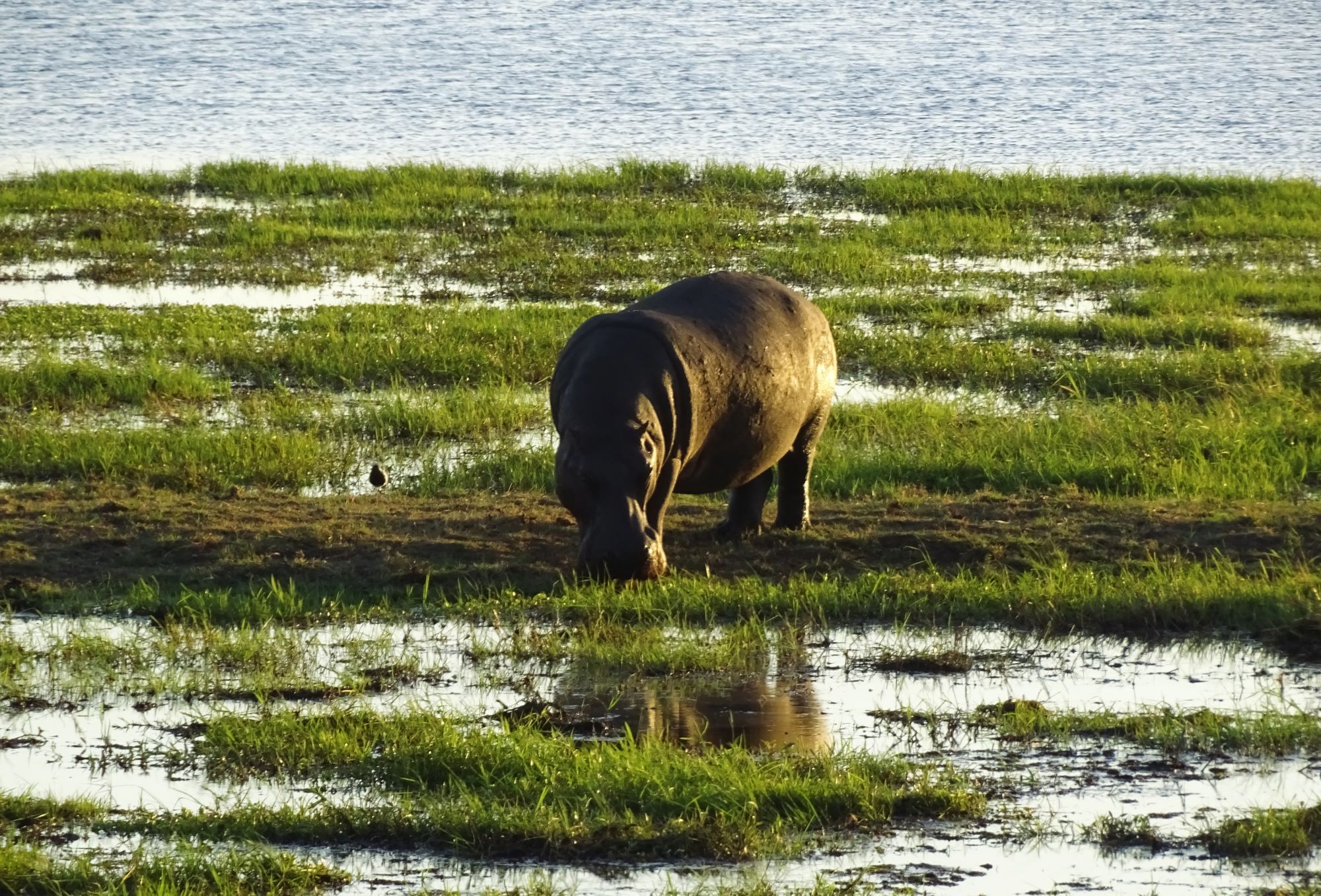 Chobe National Park, Botswana 