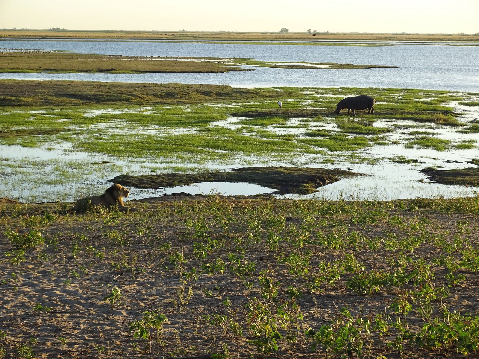 Chobe National Park, Botswana 