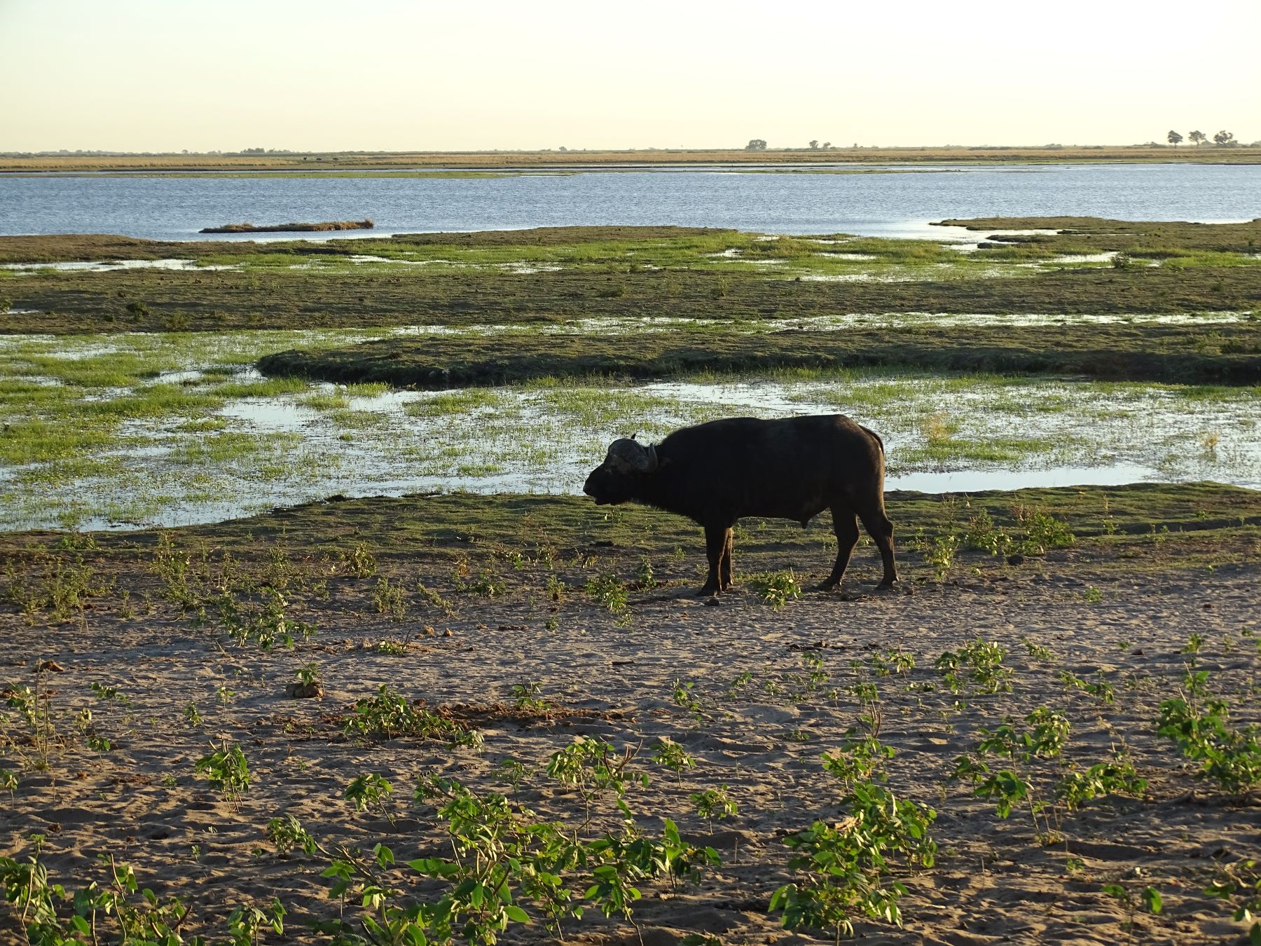 Chobe National Park, Botswana 