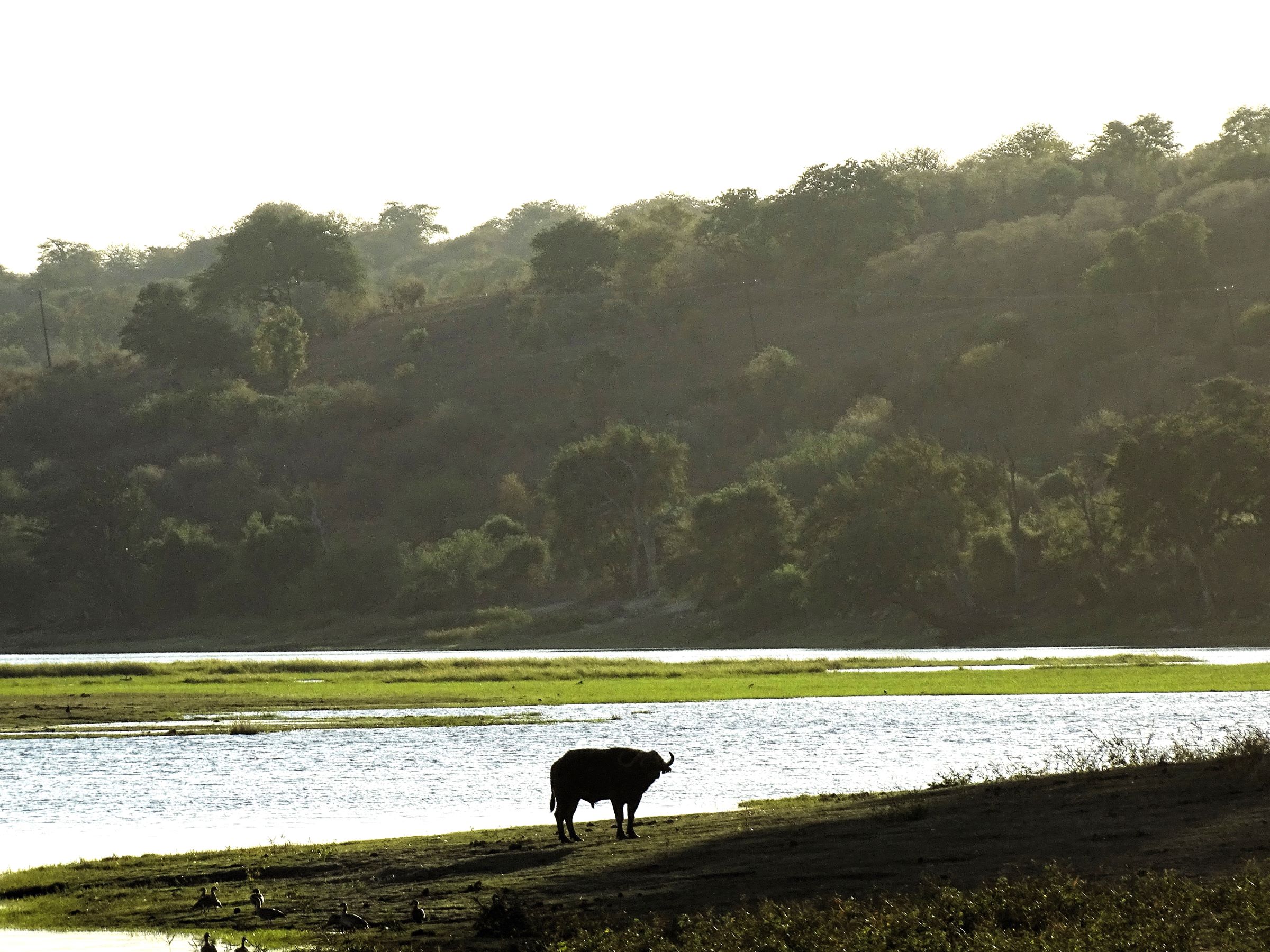 Chobe National Park, Botswana 