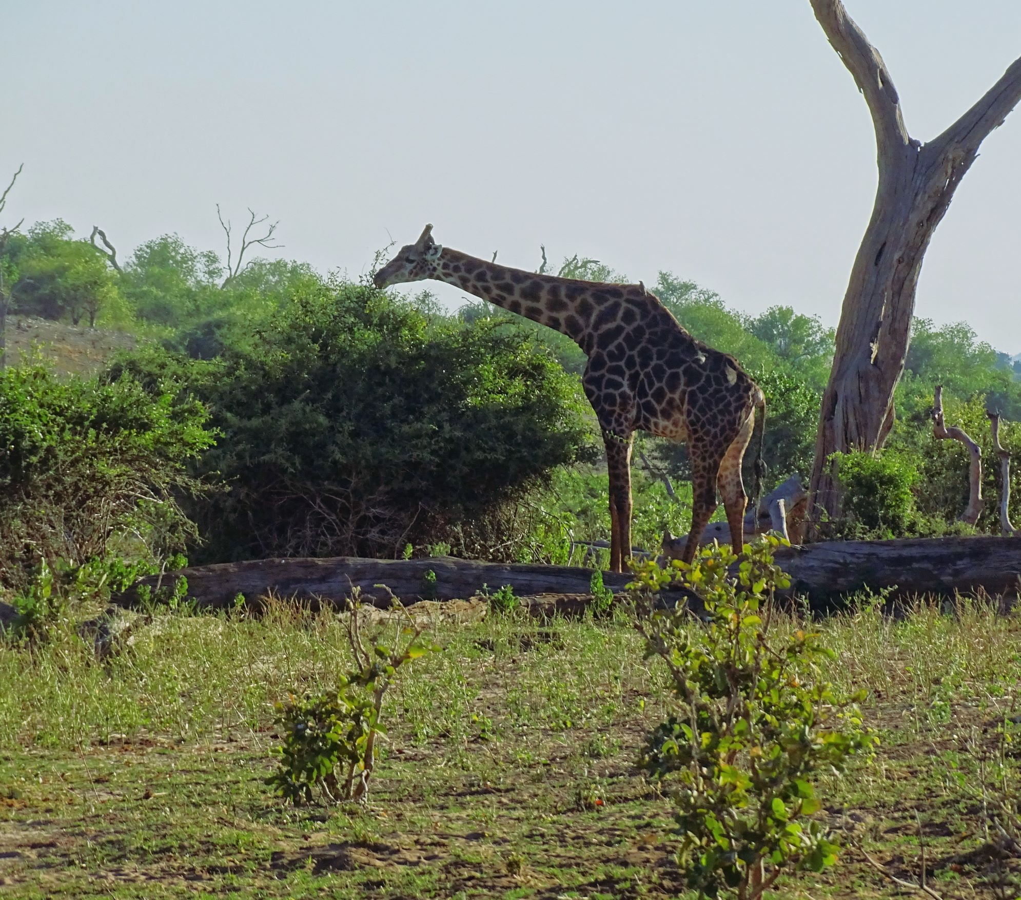 Chobe National Park, Botswana 