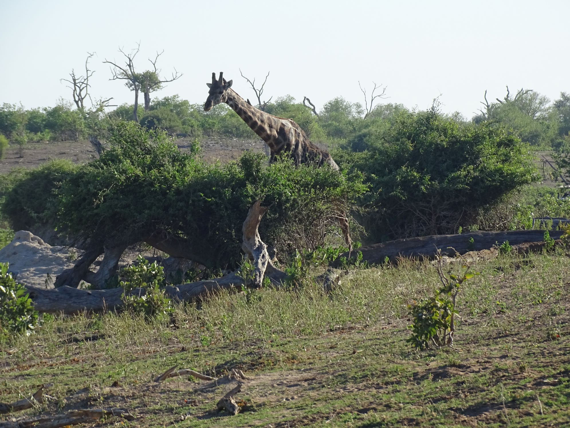 Chobe National Park, Botswana 