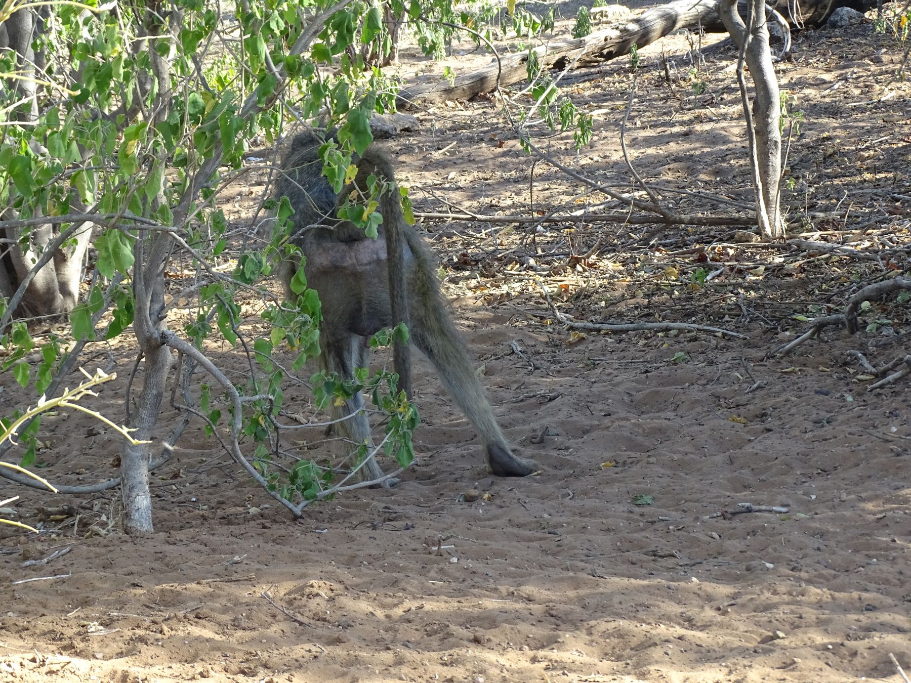 Chobe National Park, Botswana 