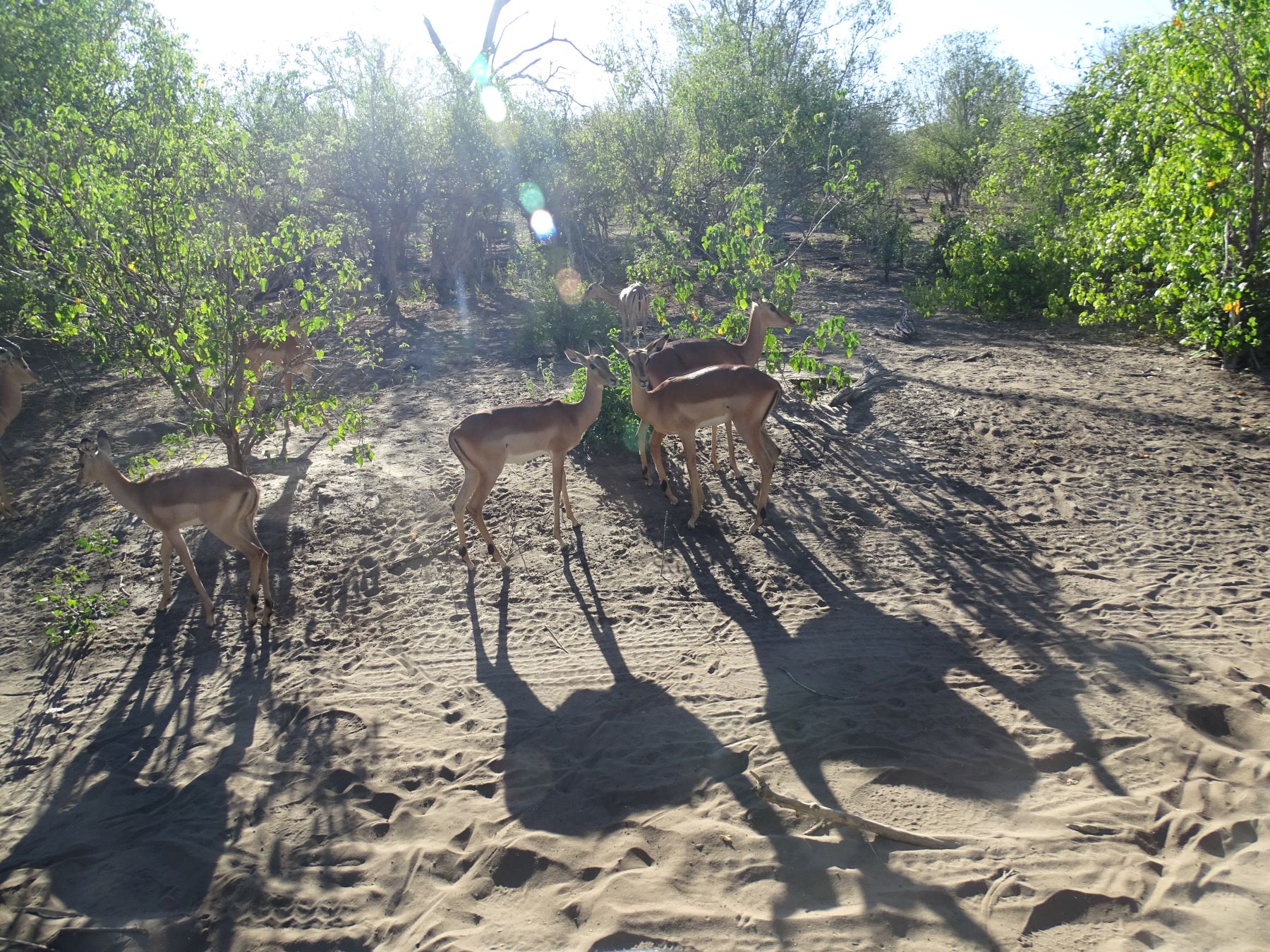 Chobe National Park, Botswana 