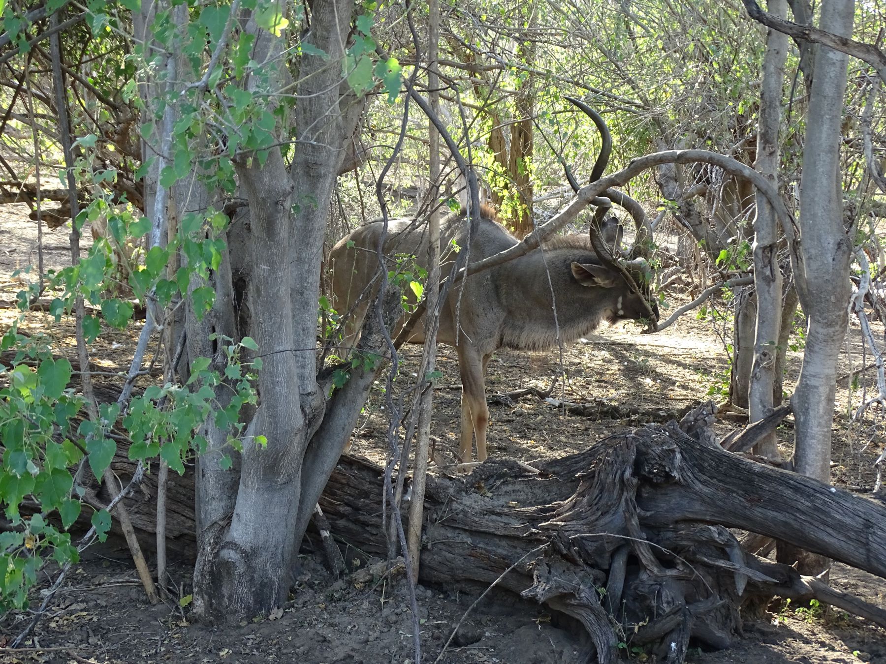 Chobe National Park, Botswana 